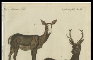 Hand-Colored Antique Engraving of a Male and Female Deer, Published in 1820, view 6