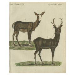 Gravure ancienne colorée à la main d'un cerf masculin et féminin, publiée en 1820
