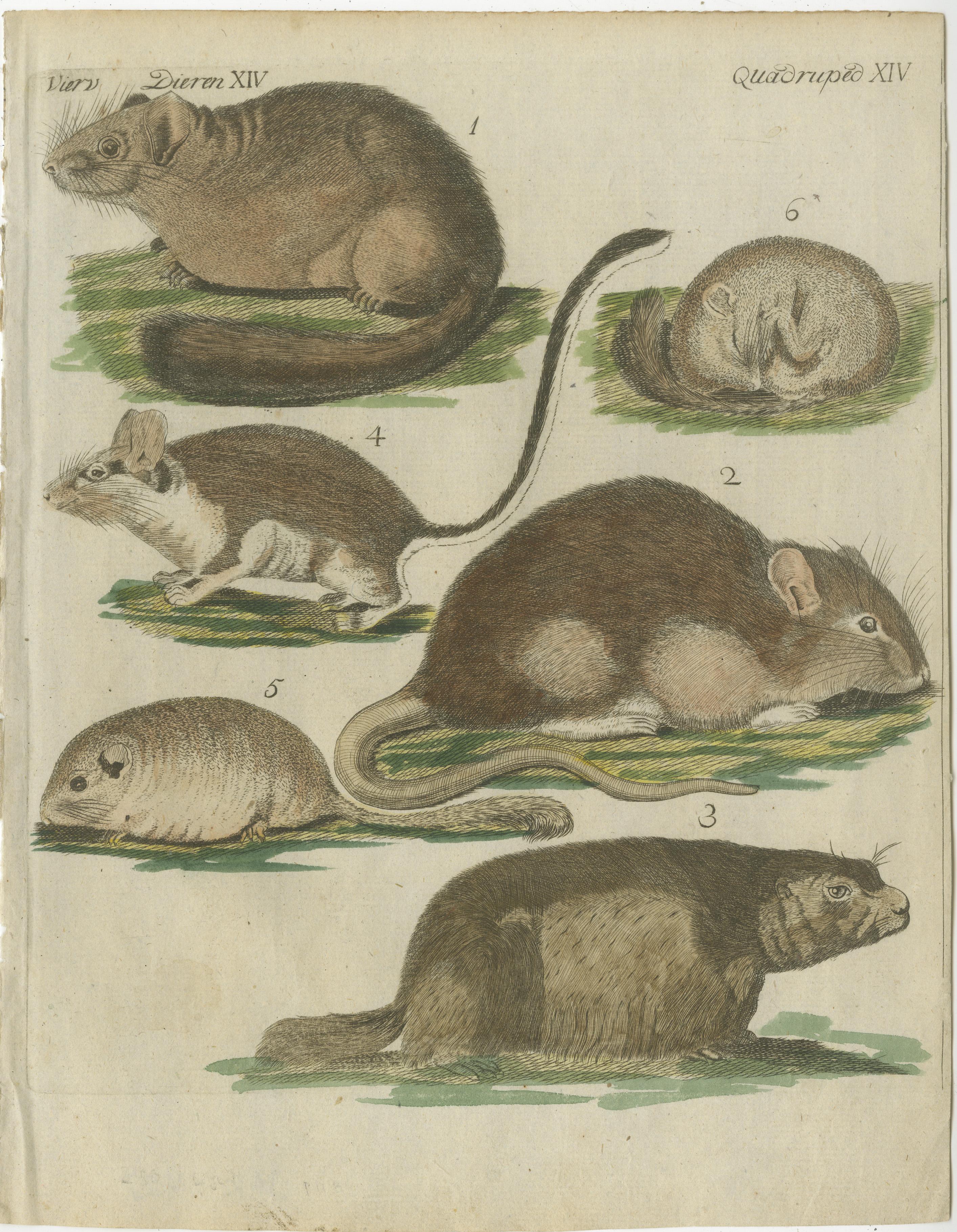 Original antique print of mouse species / mice and other rodents. This engraved print originates from a very rare unknown Dutch work. The plates are similar to the plates in the famous German work: ‘Bilderbuch fur Kinder' by F.J. Bertuch, published