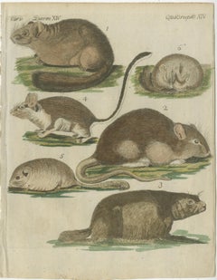 Hand-Colored Antique Illustrations of Various Rodent-like Animals, circa 1820