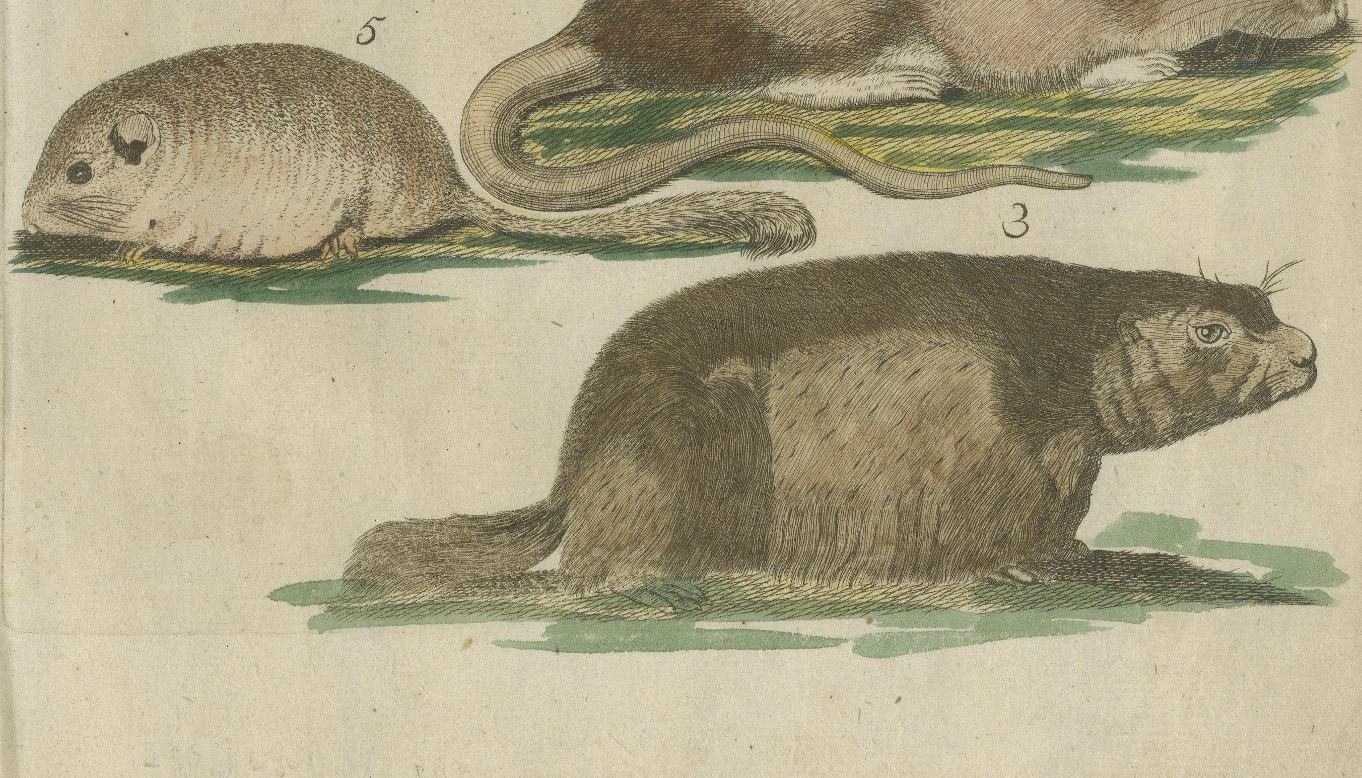 Engraved Hand-Colored Antique Illustrations of Various Rodent-like Animals, circa 1820 For Sale