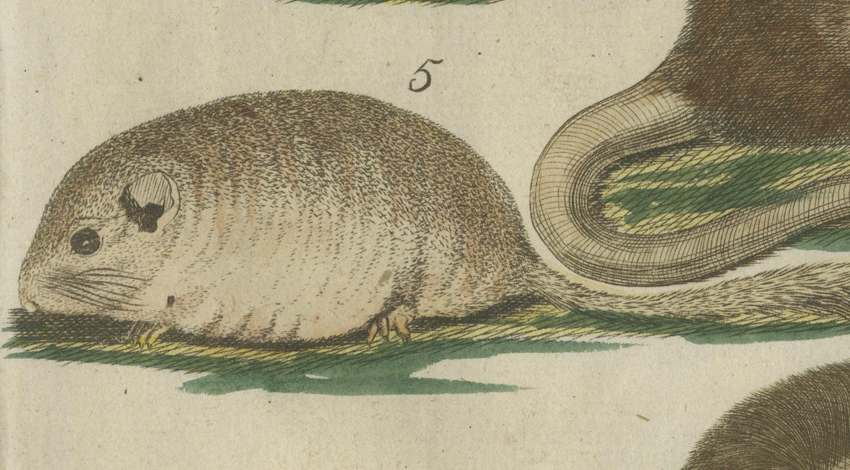 Hand-Colored Antique Illustrations of Various Rodent-like Animals, circa 1820 In Good Condition For Sale In Langweer, NL