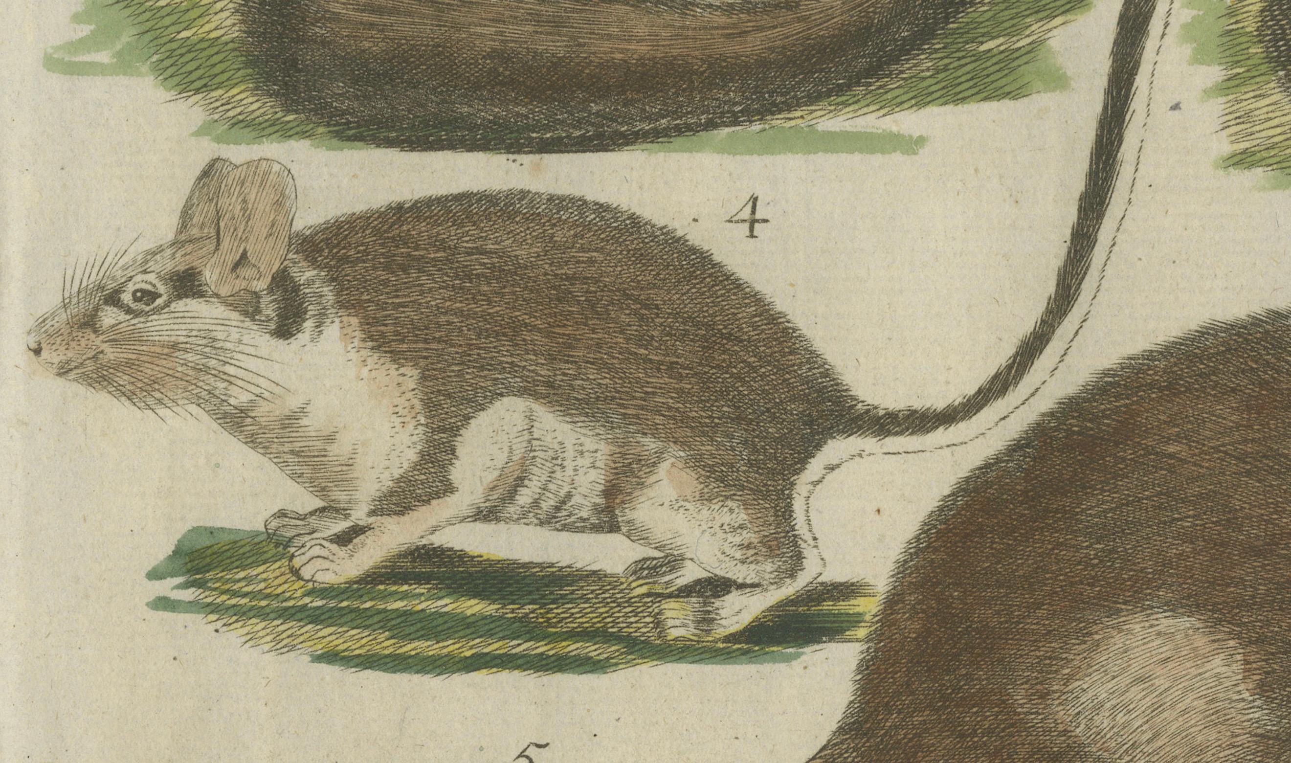 19th Century Hand-Colored Antique Illustrations of Various Rodent-like Animals, circa 1820 For Sale