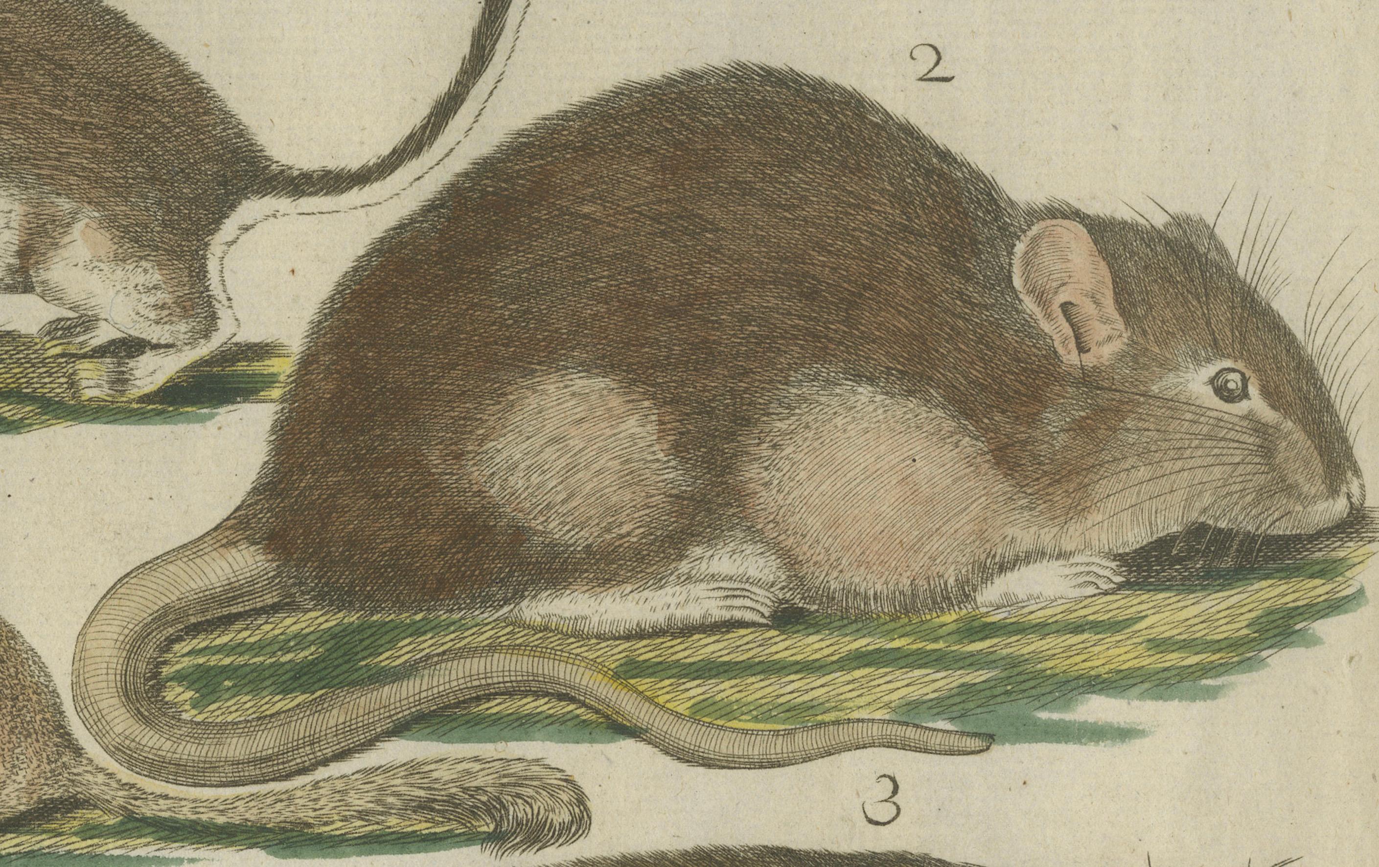 Paper Hand-Colored Antique Illustrations of Various Rodent-like Animals, circa 1820 For Sale