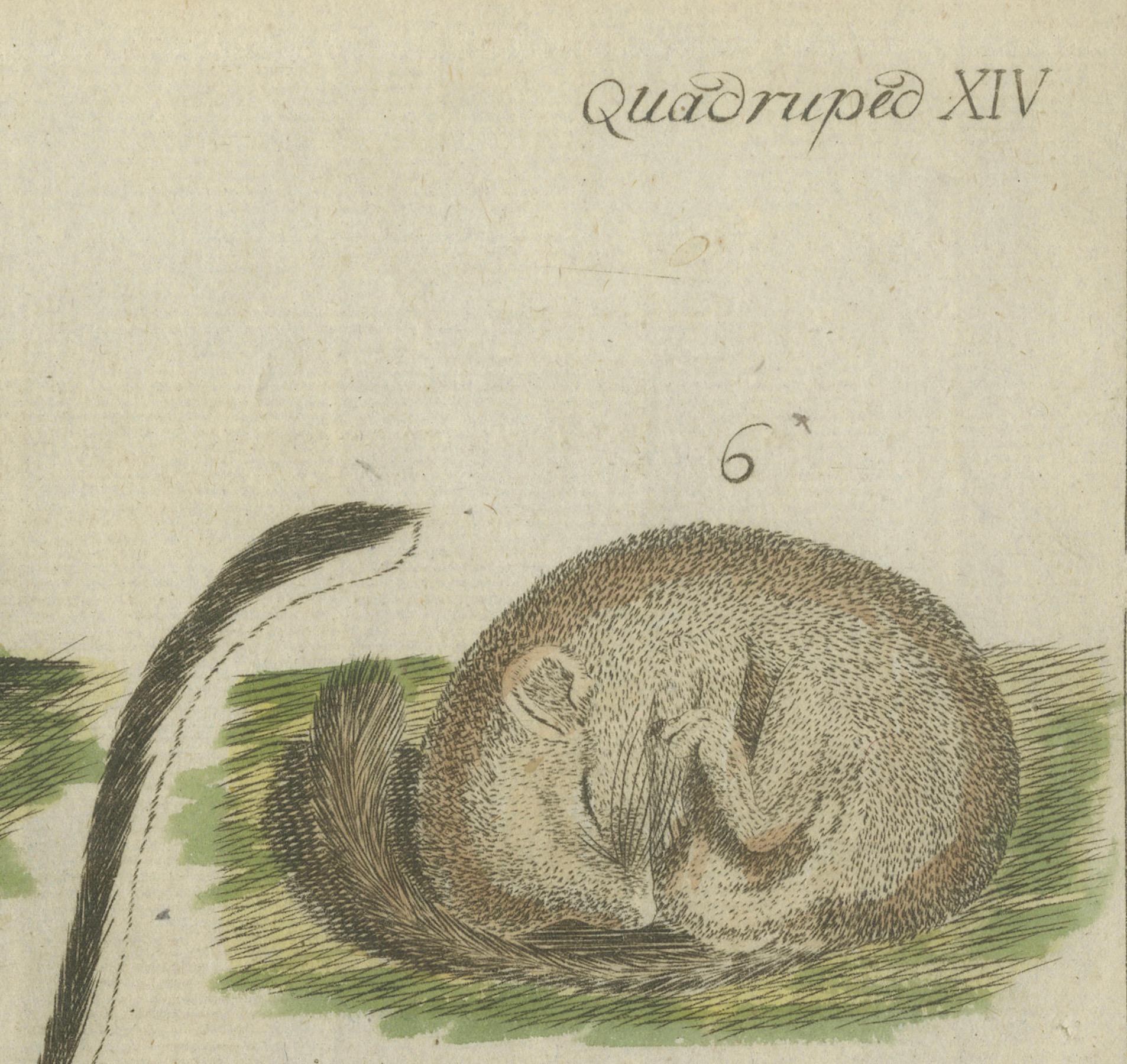 Hand-Colored Antique Illustrations of Various Rodent-like Animals, circa 1820 For Sale 1