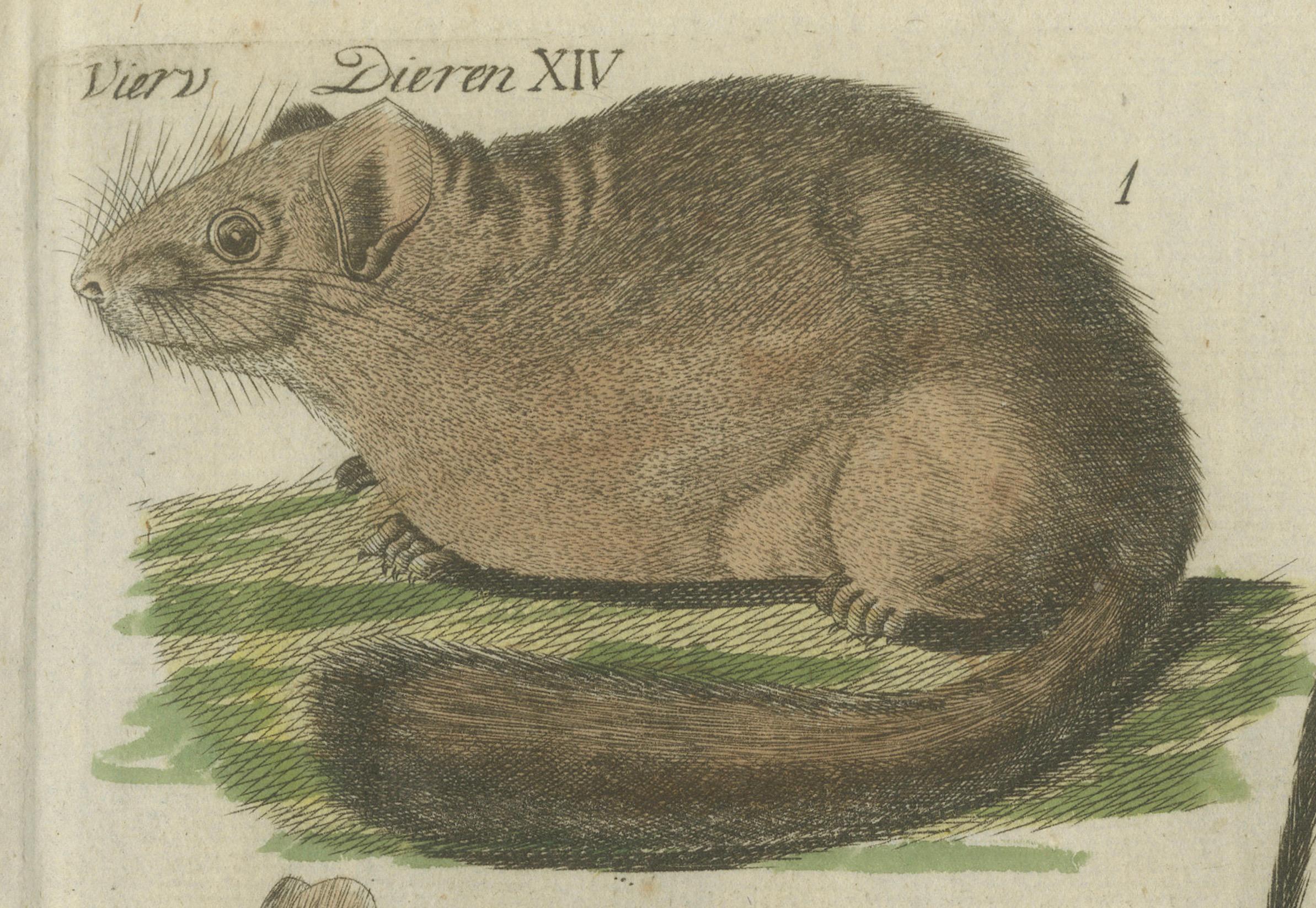Hand-Colored Antique Illustrations of Various Rodent-like Animals, circa 1820 For Sale 2