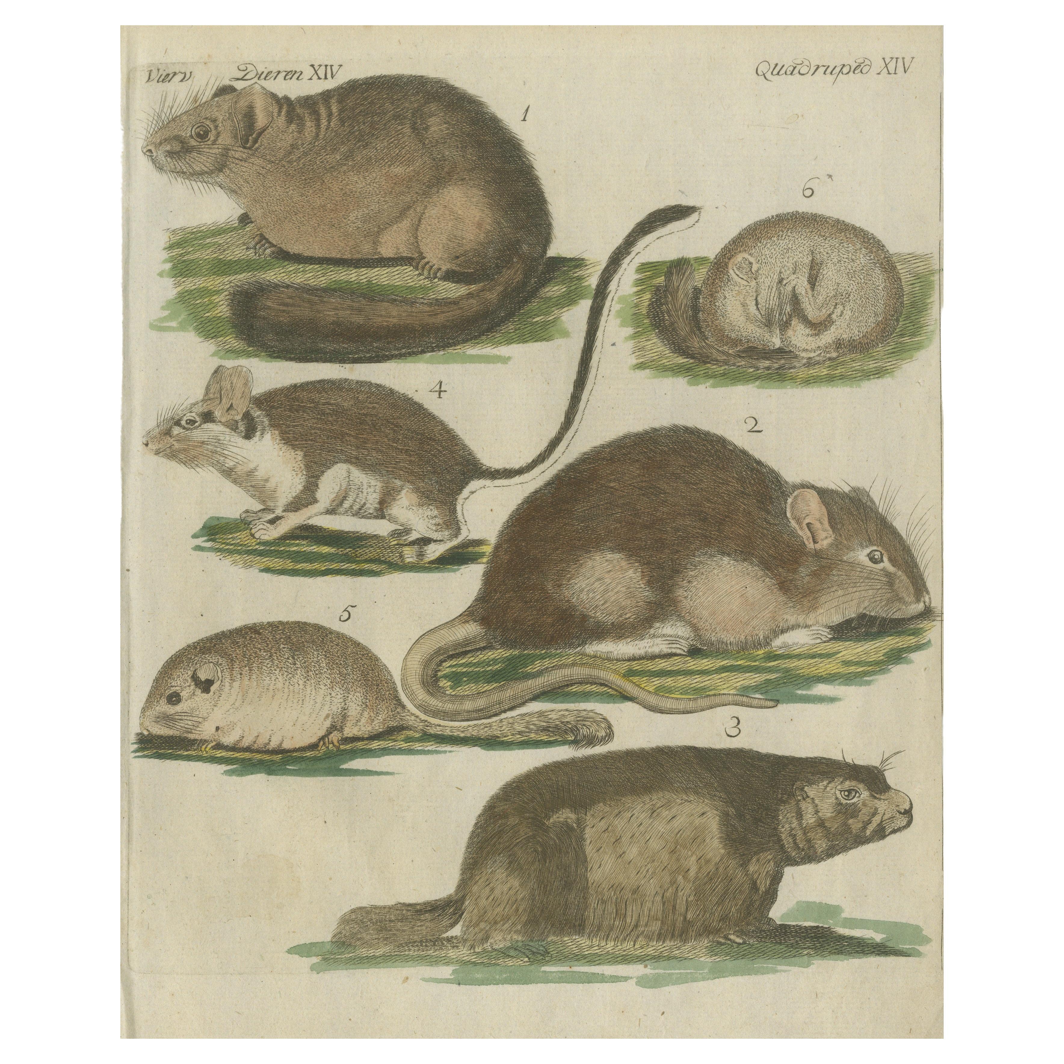 Handkolorierte antike Illustrationen verschiedener nagetierähnlicher Tiere, um 1820