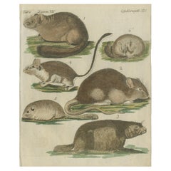Ilustraciones antiguas coloreadas a mano de varios animales parecidos a roedores, hacia 1820