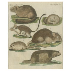 Handkolorierte antike Illustrationen verschiedener nagetierähnlicher Tiere, um 1820