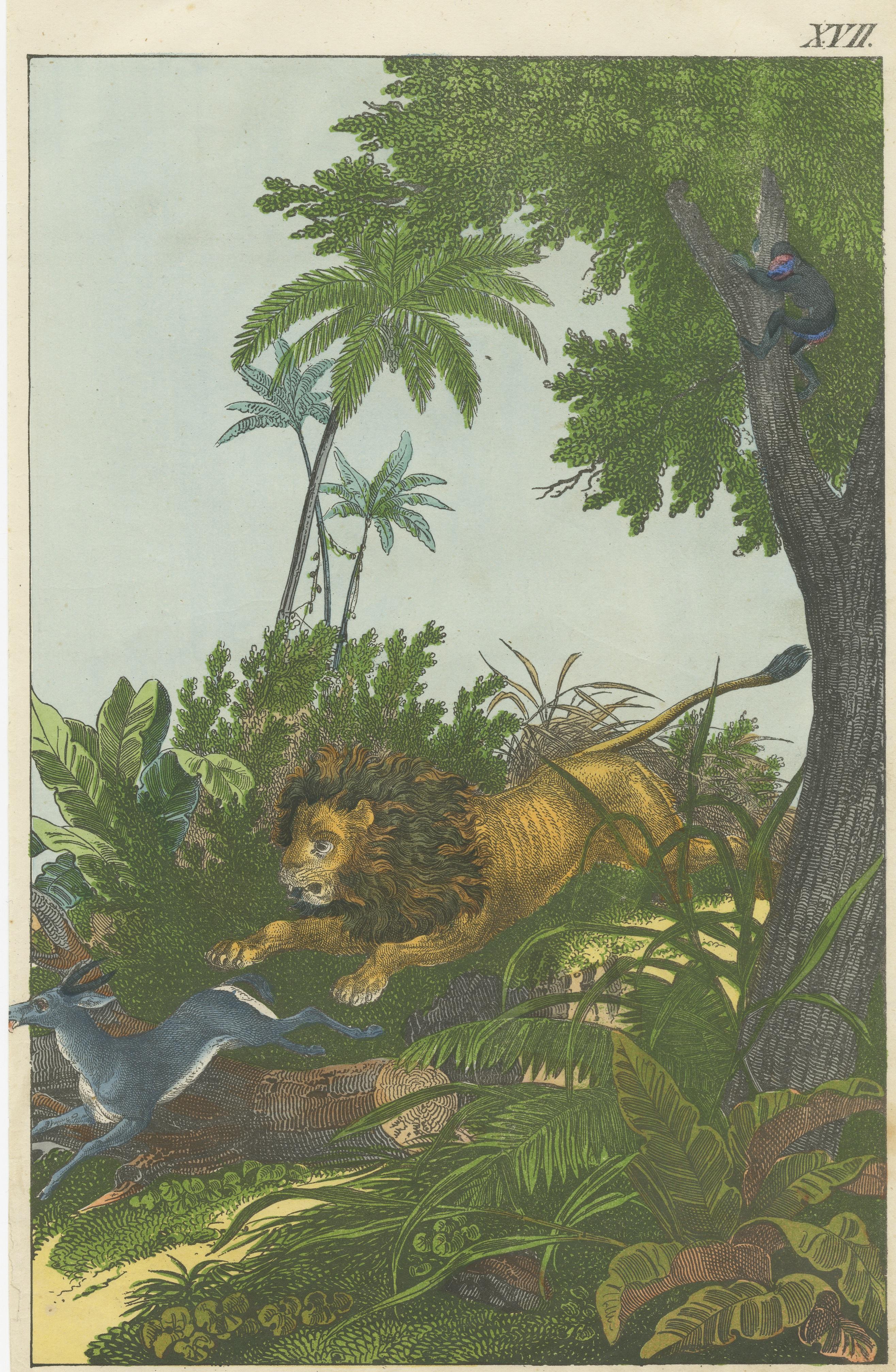 Hand Colored Antique Lithograph of Hunting Lion In Fair Condition For Sale In Langweer, NL
