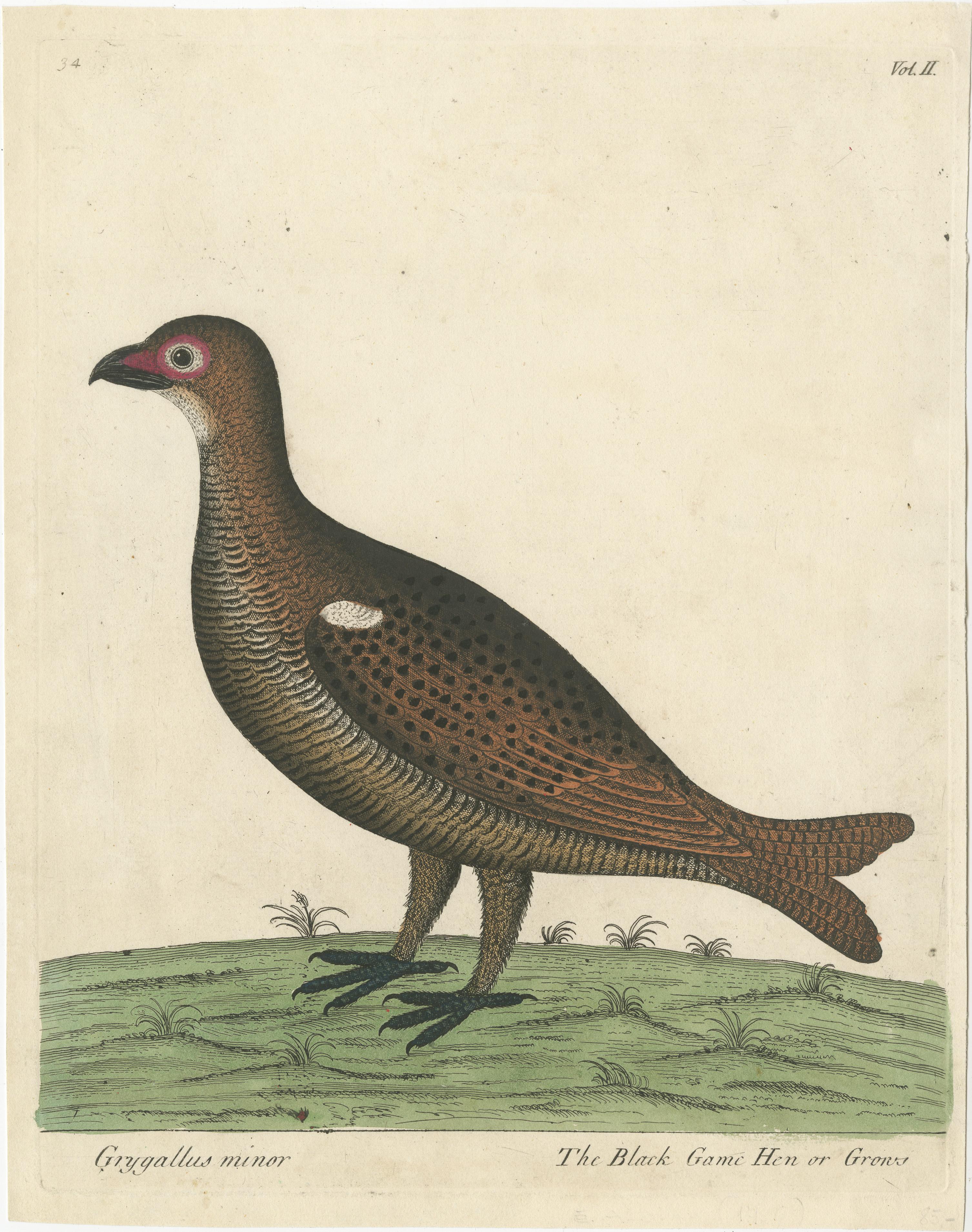 Hand colored print titled 'Grygallus minor - The Black Game Hen or Grows'. Beautiful print of a black game hen or grouse. This print originates from 'A Natural History of Birds: Illustrated with two hundred and five copper plates, curiously engraven