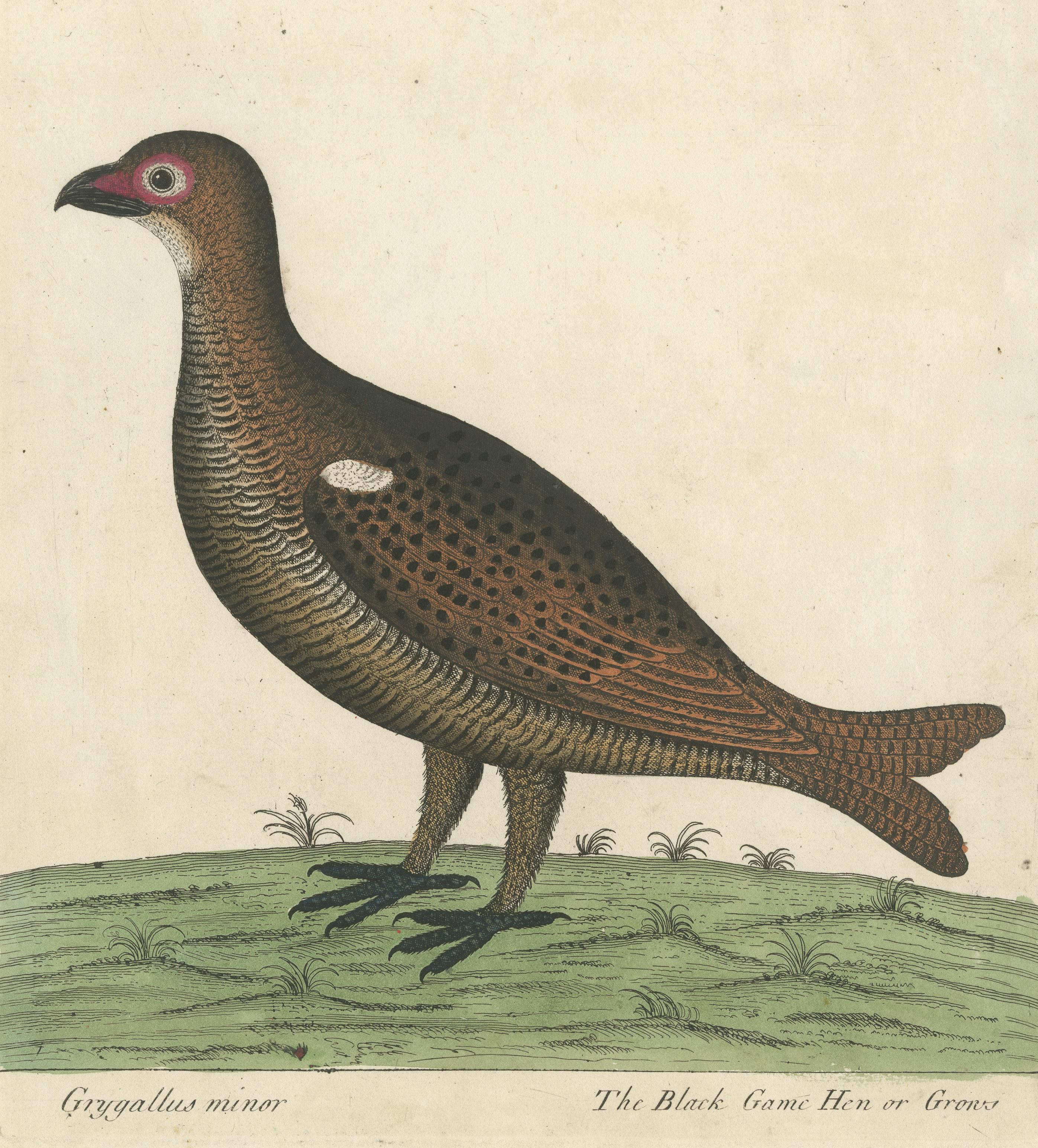 Hand Colored Antique Print of a Black Game Hen or Grouse In Good Condition For Sale In Langweer, NL