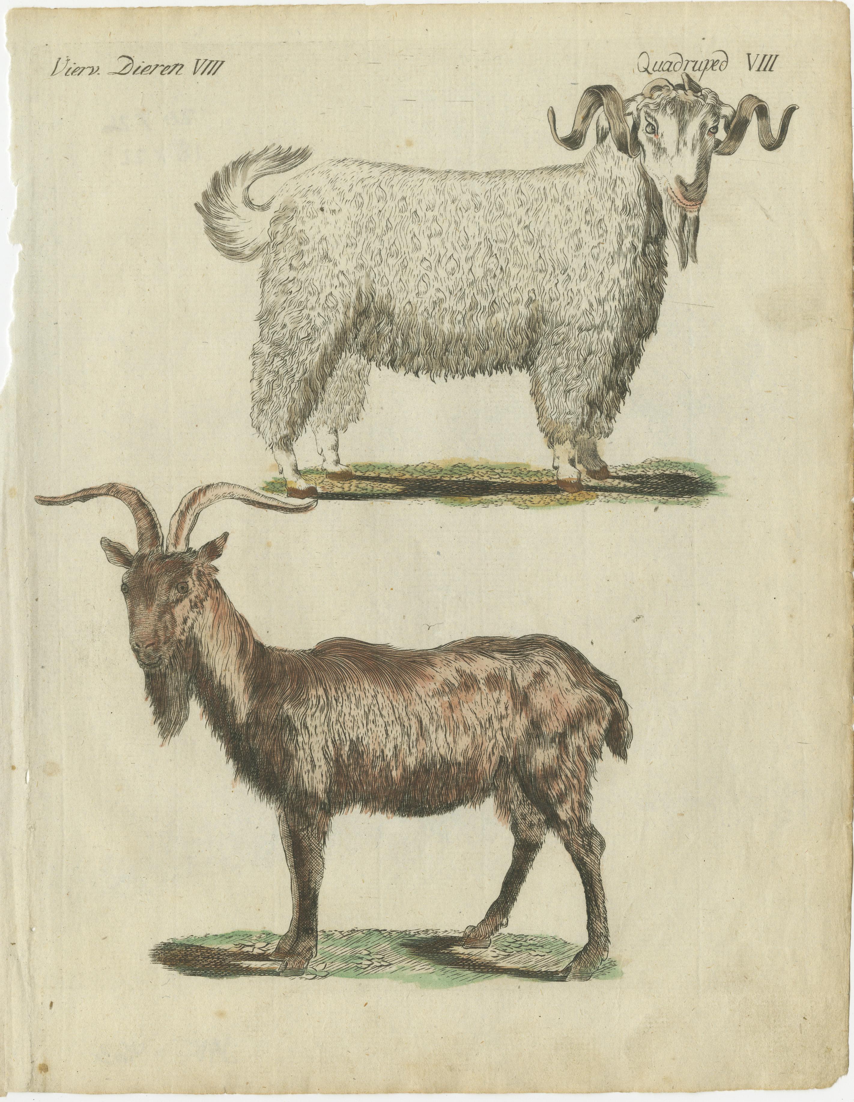 Original antique print of a goat and Angora goat (or Ankara). This engraved print originates from a very rare unknown Dutch work. The plates are similar to the plates in the famous German work: ‘Bilderbuch fur Kinder' by F.J. Bertuch, published