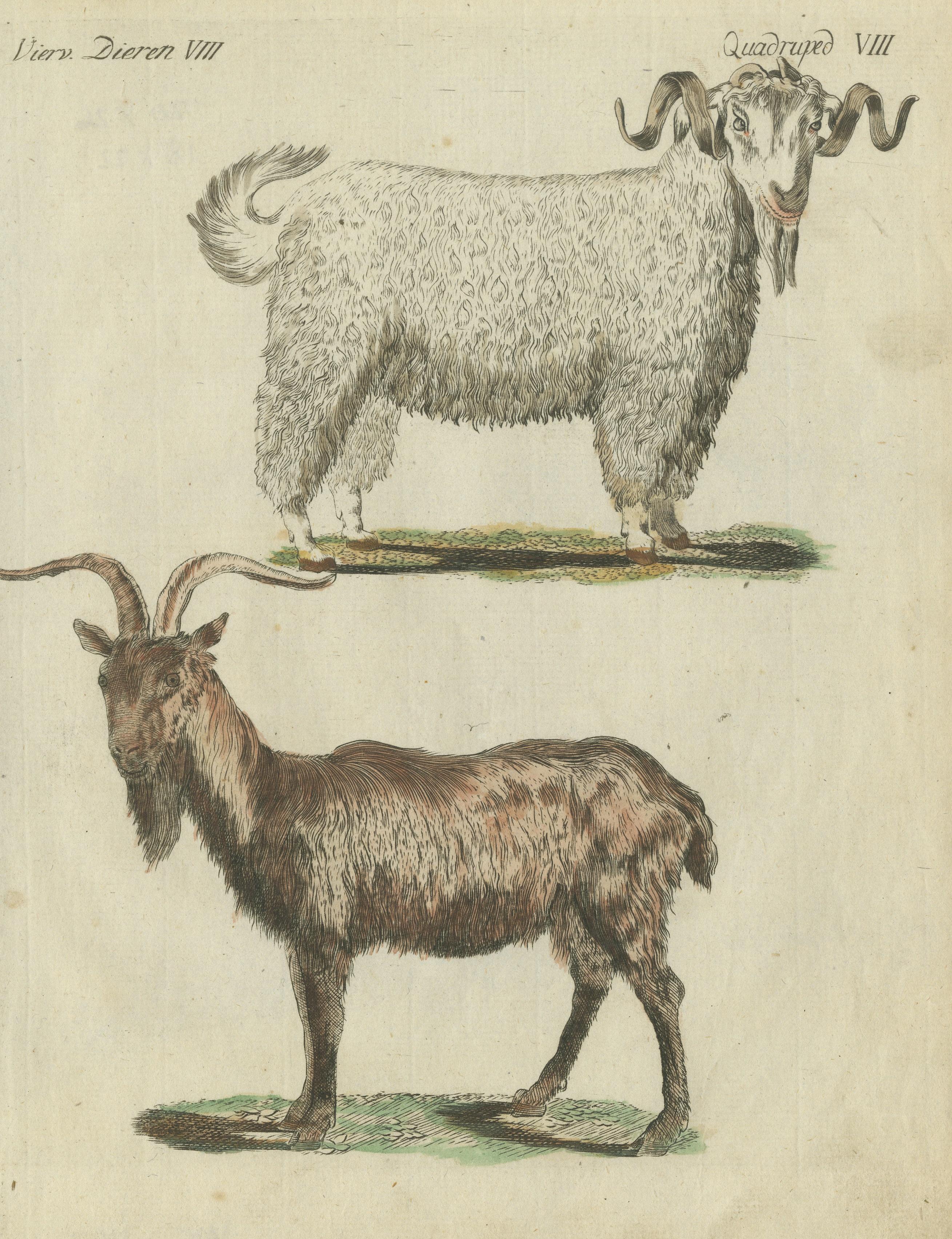 Handkolorierter antiker Druck einer Ziege und eines Angora- Ziegen im Zustand „Gut“ im Angebot in Langweer, NL