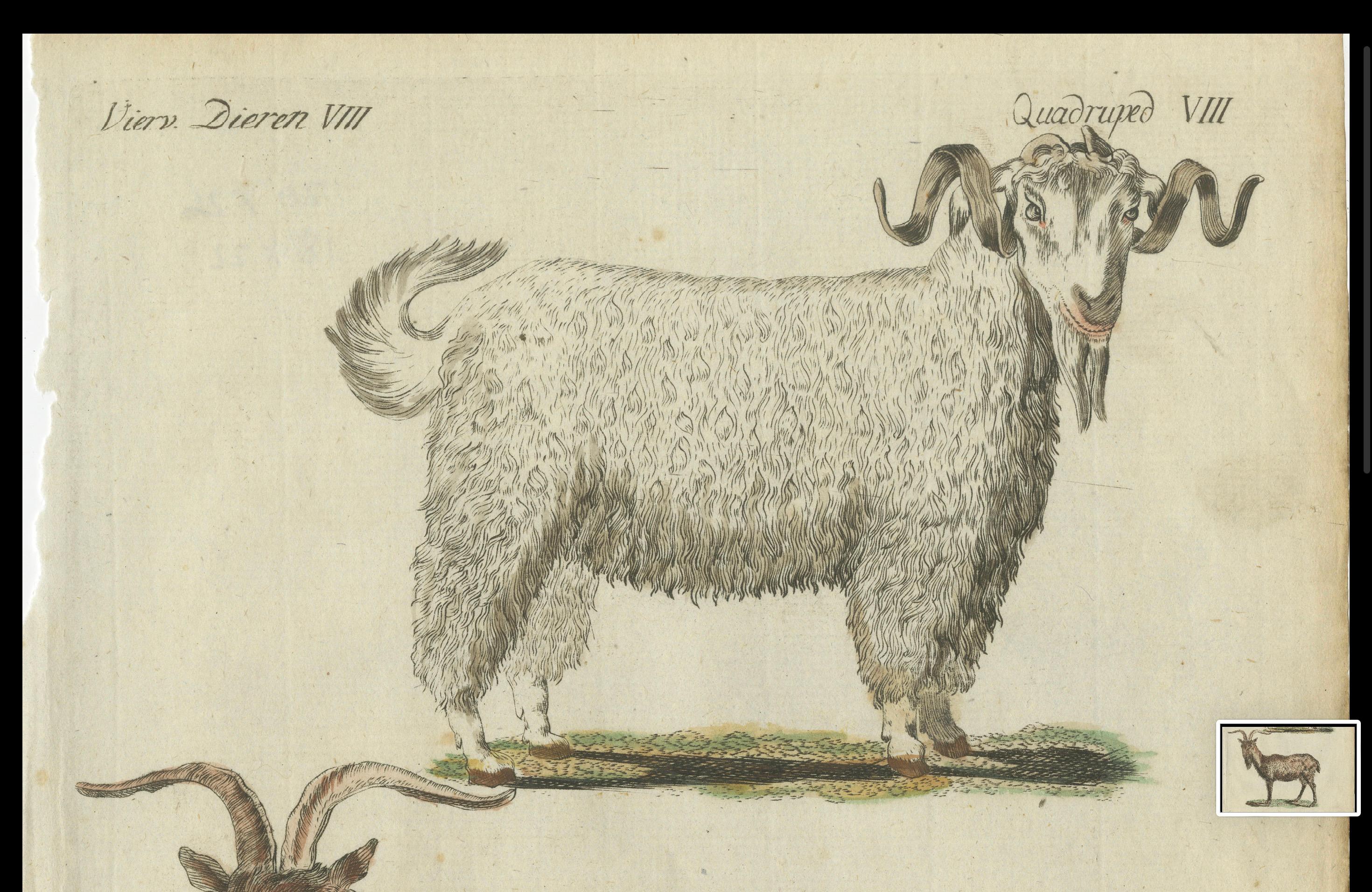 19th Century Hand Colored Antique Print of a Goat and Angora Goat For Sale