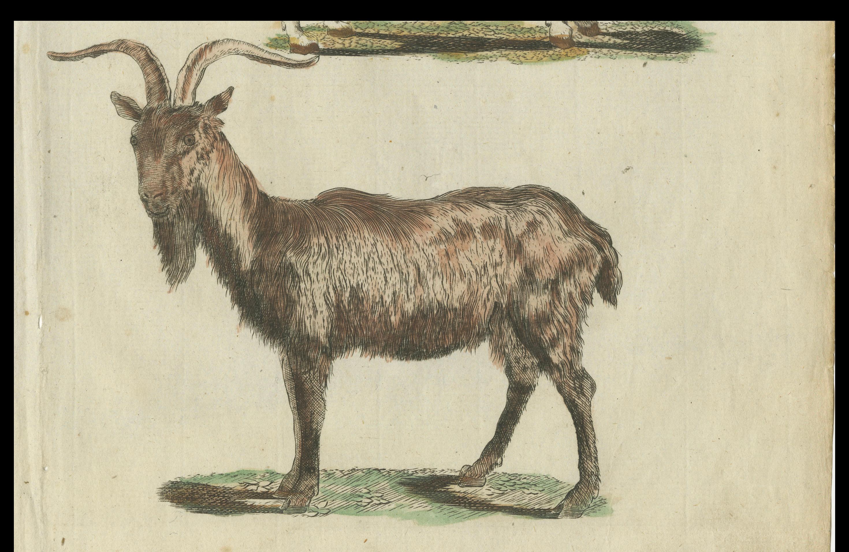 Paper Hand Colored Antique Print of a Goat and Angora Goat For Sale