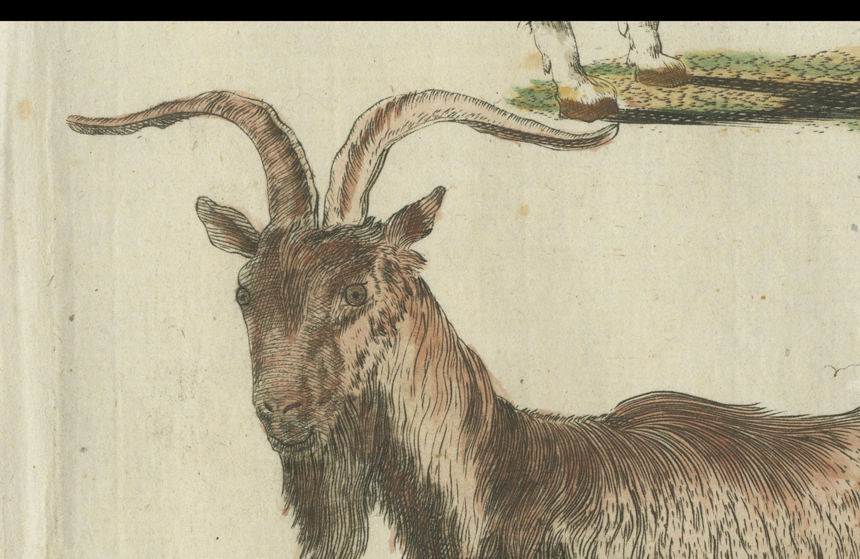 Hand Colored Antique Print of a Goat and Angora Goat For Sale 1