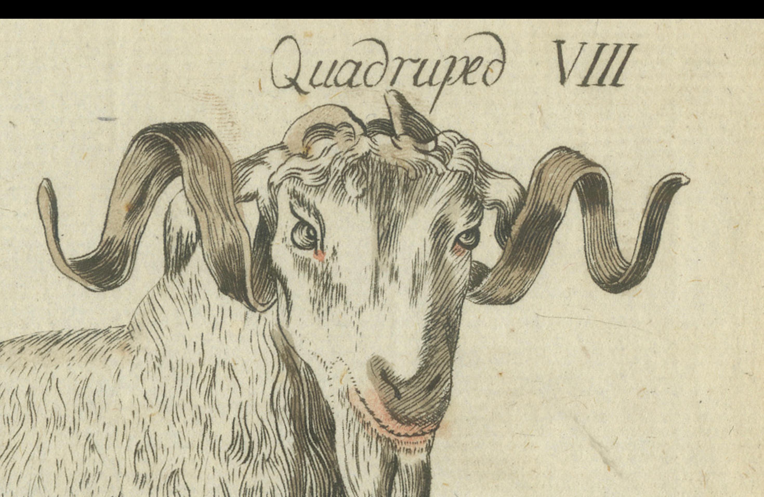Hand Colored Antique Print of a Goat and Angora Goat For Sale 2