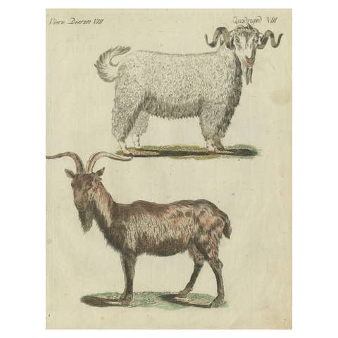 Hand Colored Antique Print of a Goat and Angora Goat