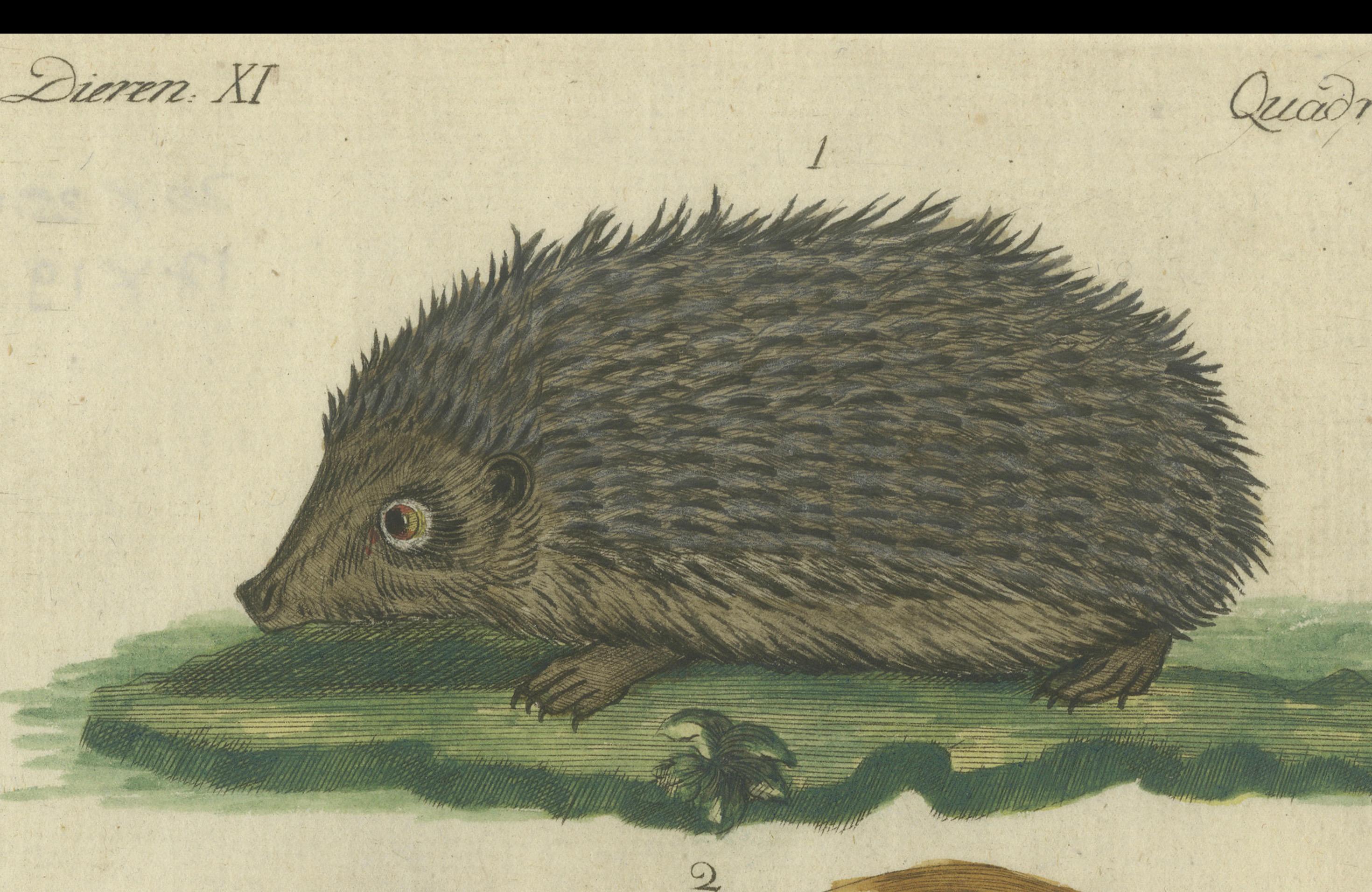 Original antique print of a hedgehog, guinea pig (?) and two mice species. This engraved print originates from a very rare unknown Dutch work. The plates are similar to the plates in the famous German work: ‘Bilderbuch fur Kinder' by F.J. Bertuch,