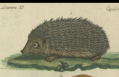 Hand Colored Antique Print of a Hedgehog, Guinea Pig and Two Mice