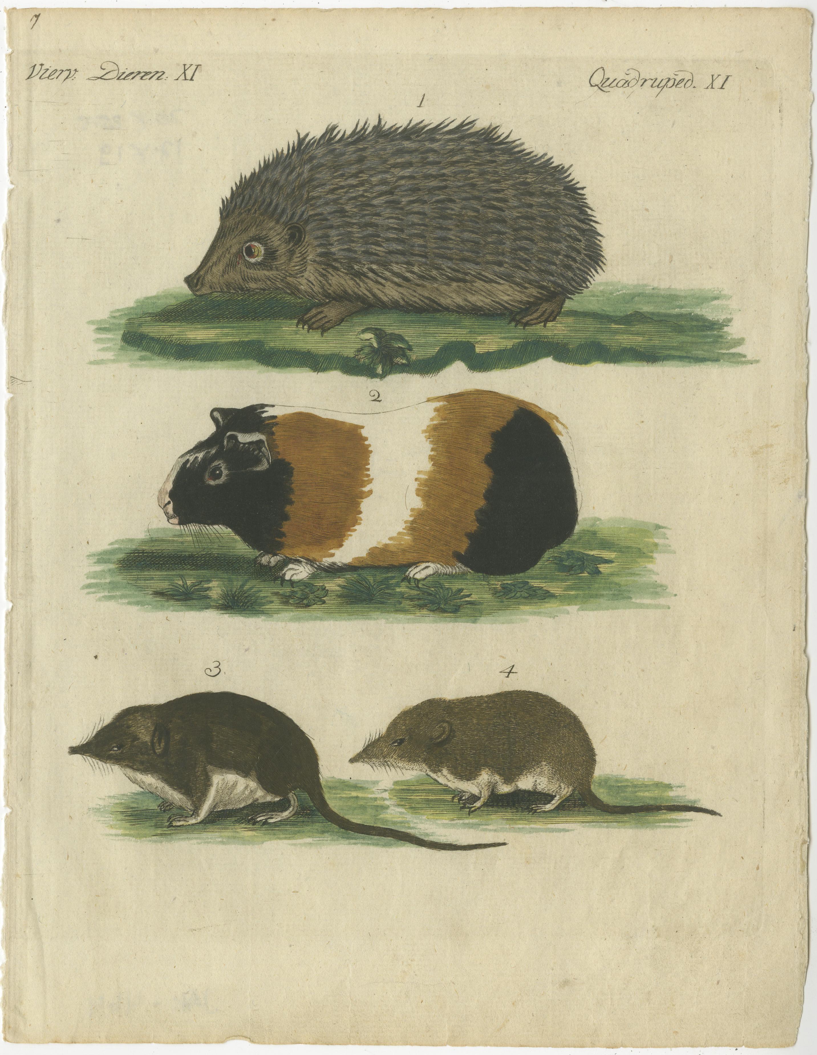 Hand Colored Antique Print of a Hedgehog, Guinea Pig and Two Mice In Good Condition For Sale In Langweer, NL