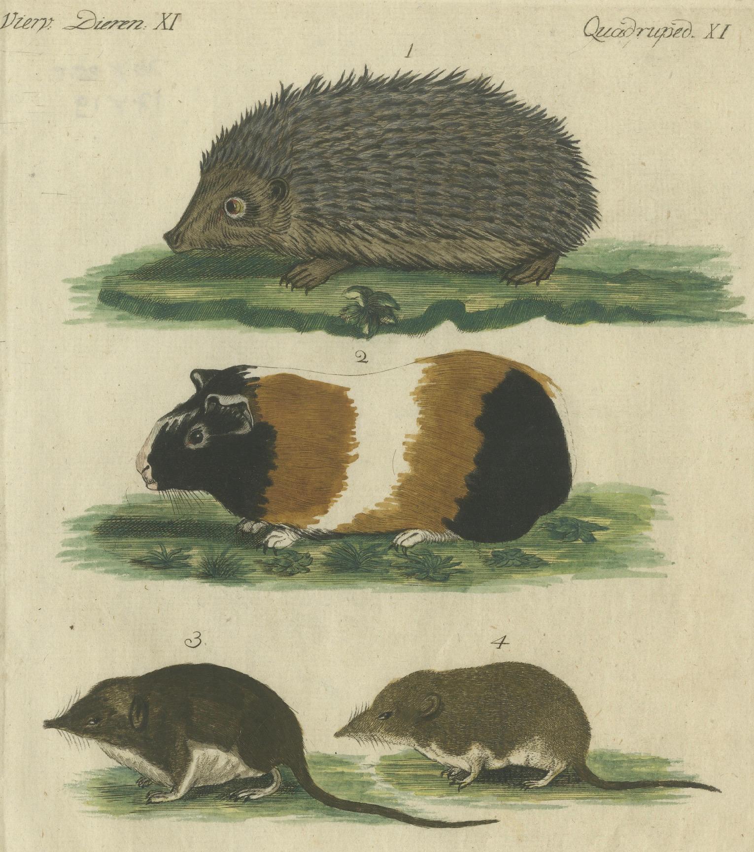 19th Century Hand Colored Antique Print of a Hedgehog, Guinea Pig and Two Mice For Sale