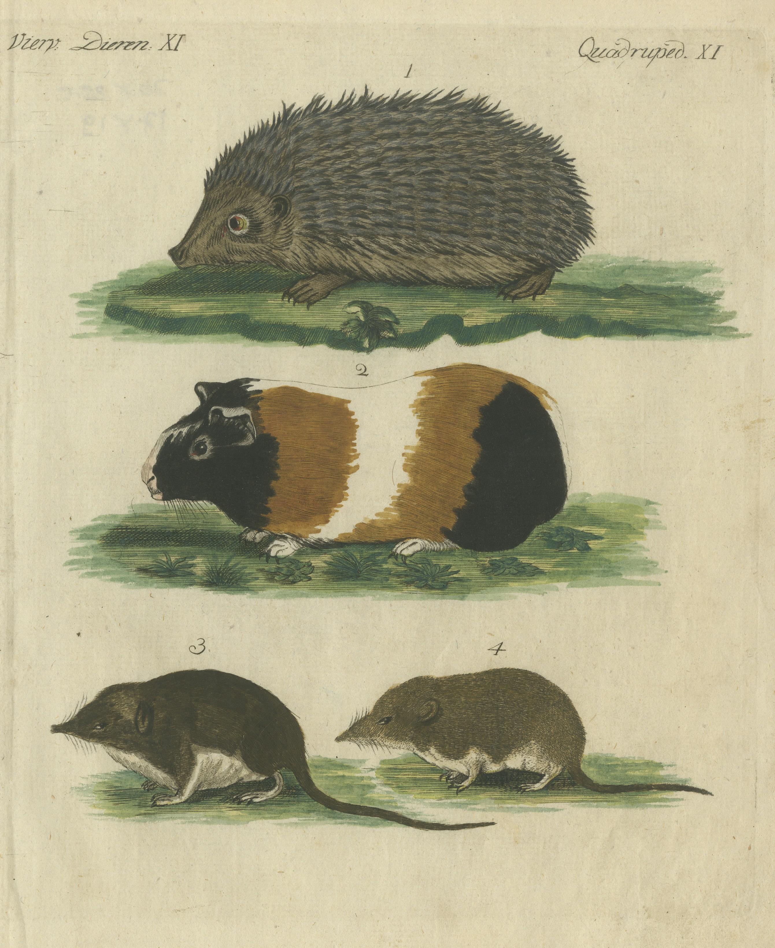 Paper Hand Colored Antique Print of a Hedgehog, Guinea Pig and Two Mice For Sale