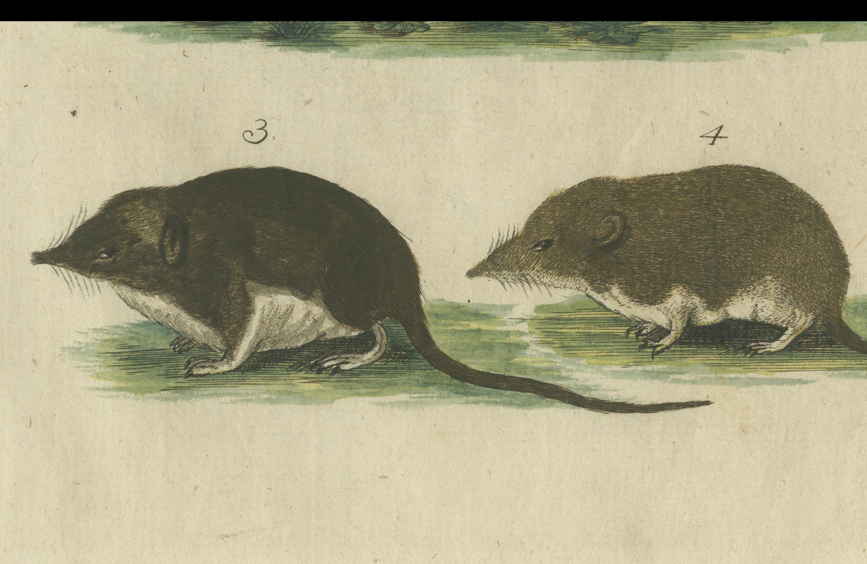 Hand Colored Antique Print of a Hedgehog, Guinea Pig and Two Mice For Sale 1