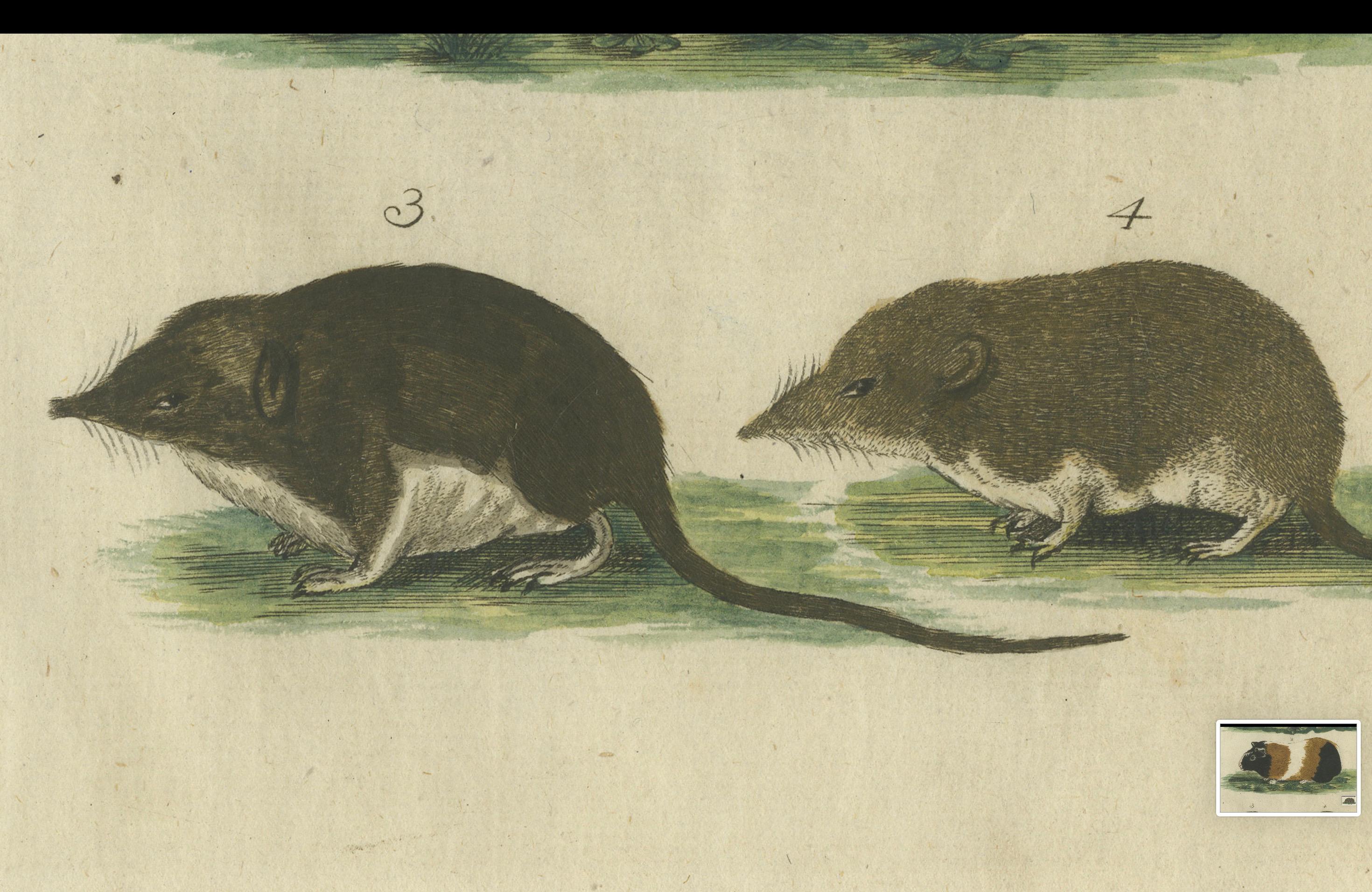 Hand Colored Antique Print of a Hedgehog, Guinea Pig and Two Mice For Sale 2