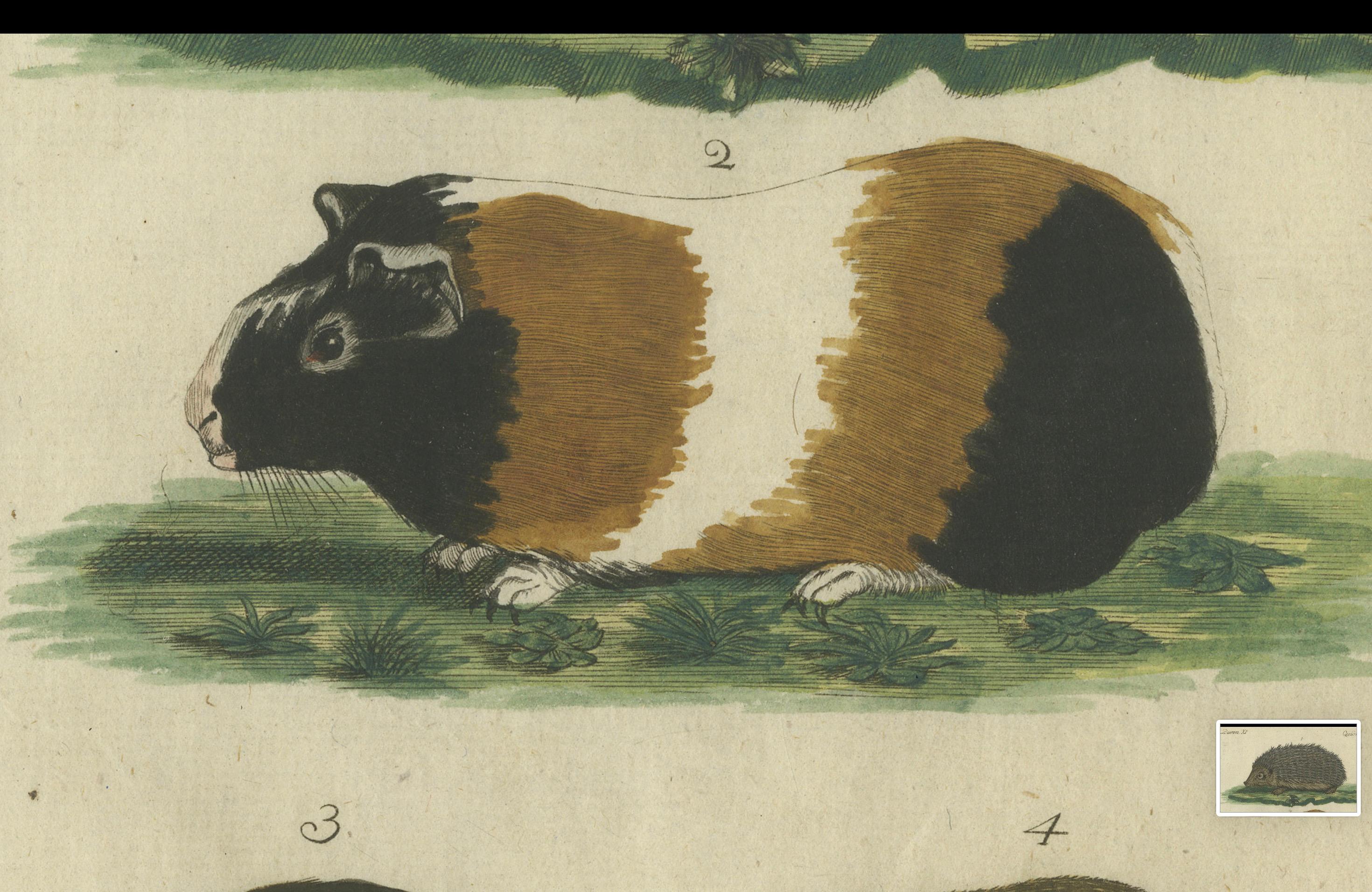 Hand Colored Antique Print of a Hedgehog, Guinea Pig and Two Mice For Sale 3