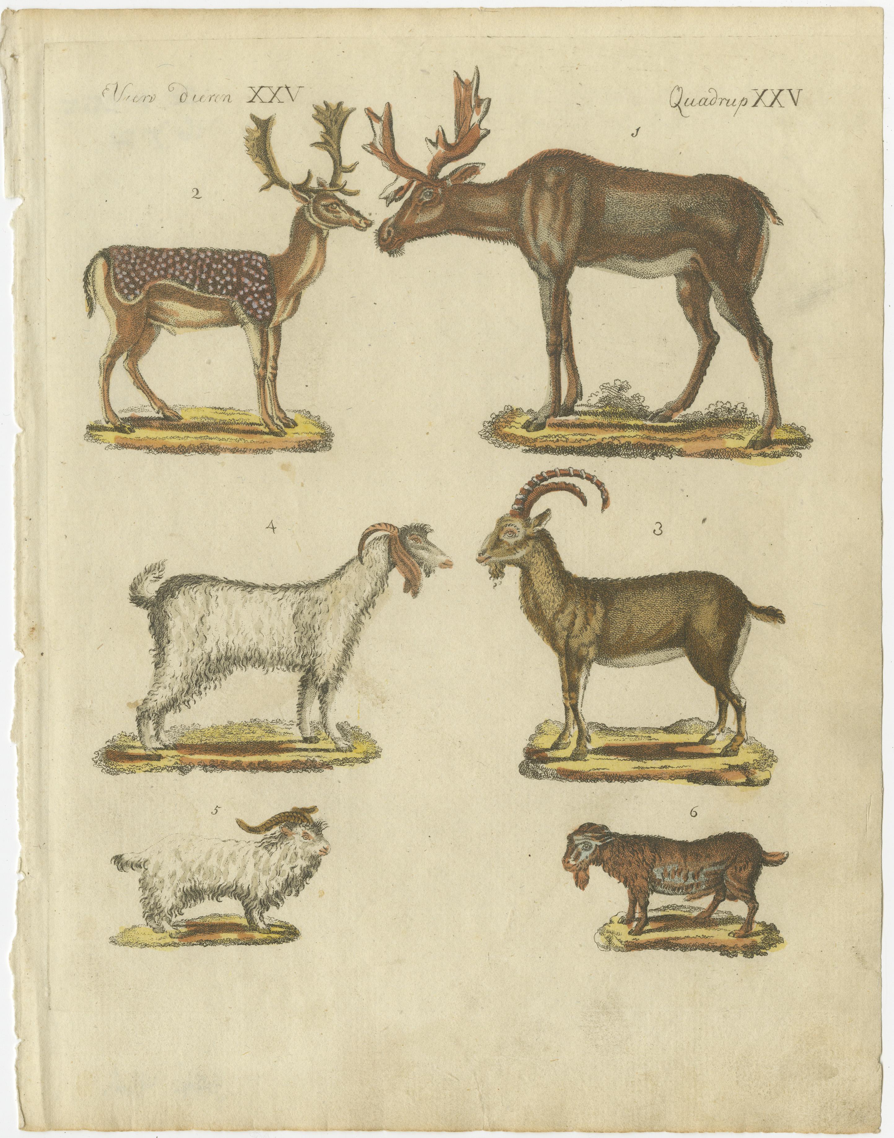 Original antique print of deer and (billy) goats. This engraved print originates from a very rare unknown Dutch work. The plates are similar to the plates in the famous German work: ‘Bilderbuch fur Kinder' by F.J. Bertuch, published 1790-1830 in