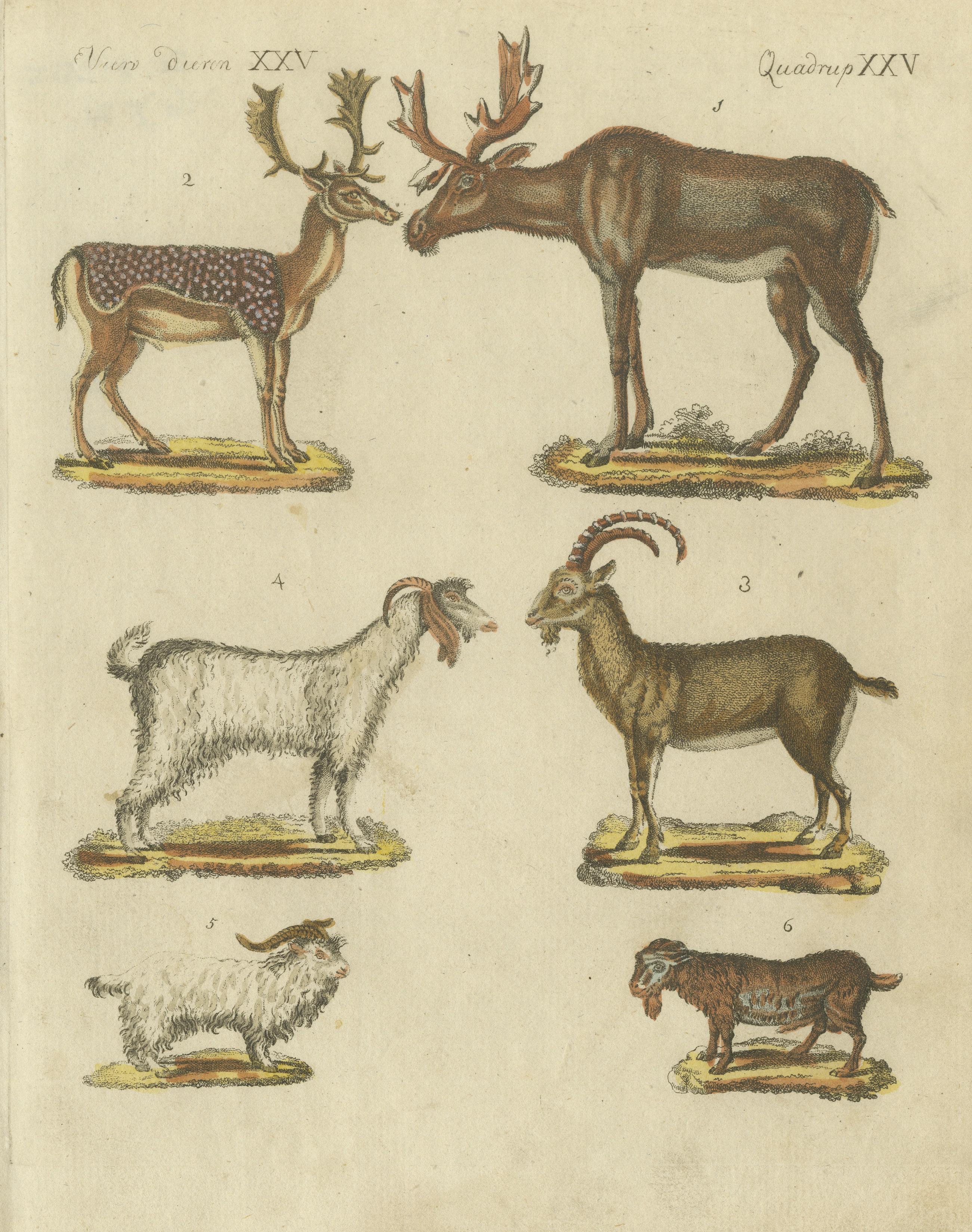 Engraved Hand Colored Antique Print of Deer, Billy Goats and Goats, circa 1820 For Sale