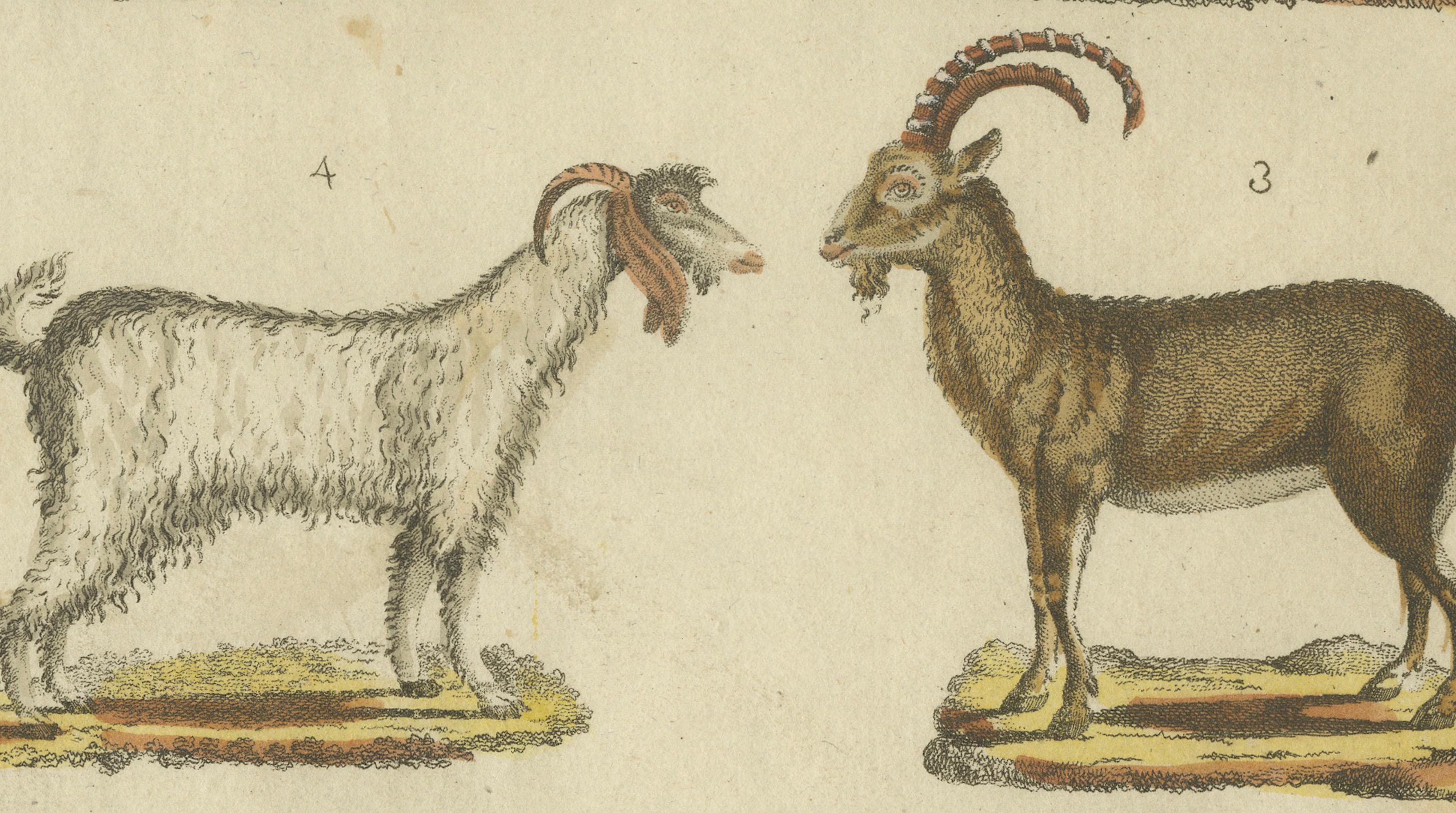 Paper Hand Colored Antique Print of Deer, Billy Goats and Goats, circa 1820 For Sale