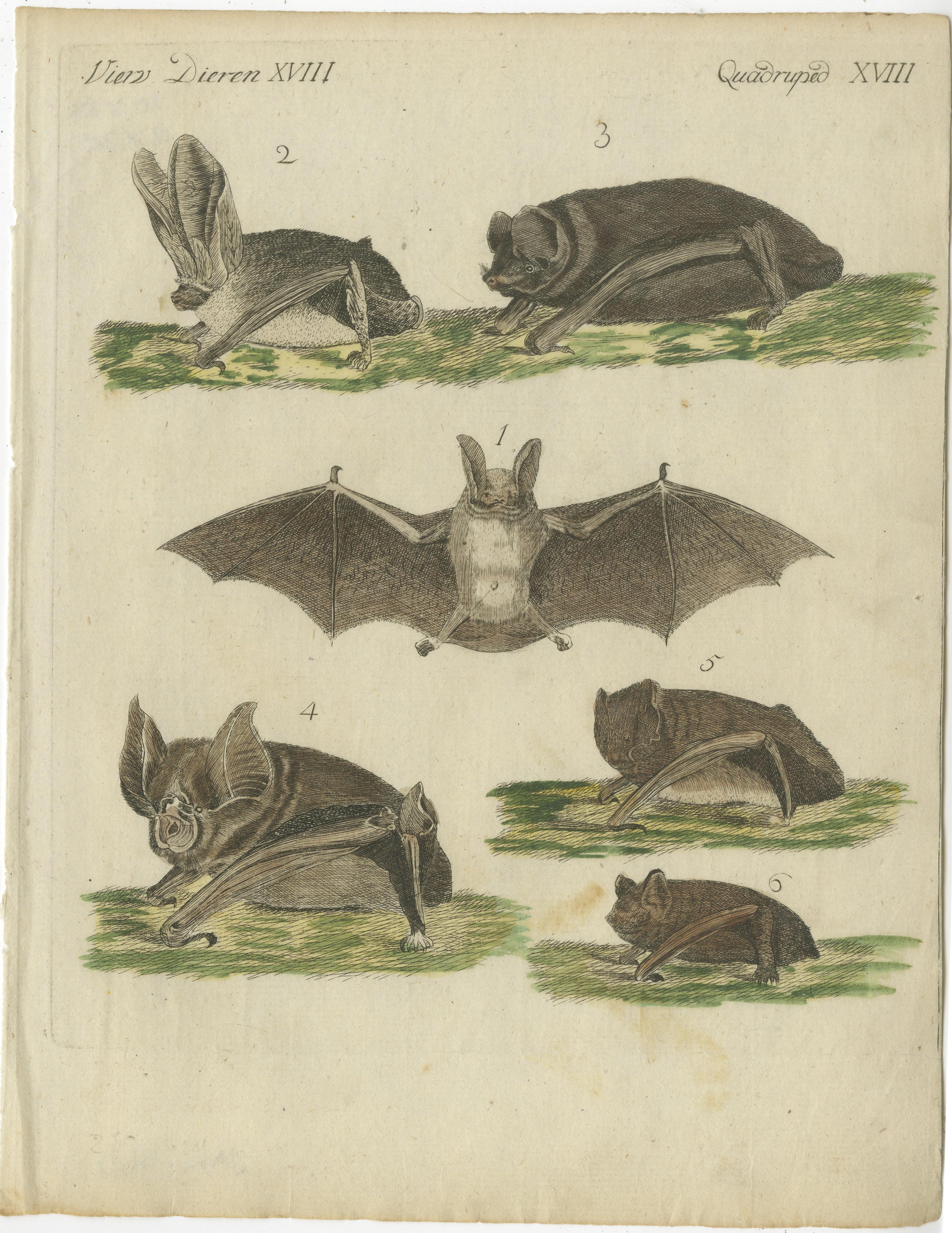 Original antique print of various bats. This engraved print originates from a very rare unknown Dutch work. The plates are similar to the plates in the famous German work: ‘Bilderbuch fur Kinder' by F.J. Bertuch, published 1790-1830 in Weimar. This