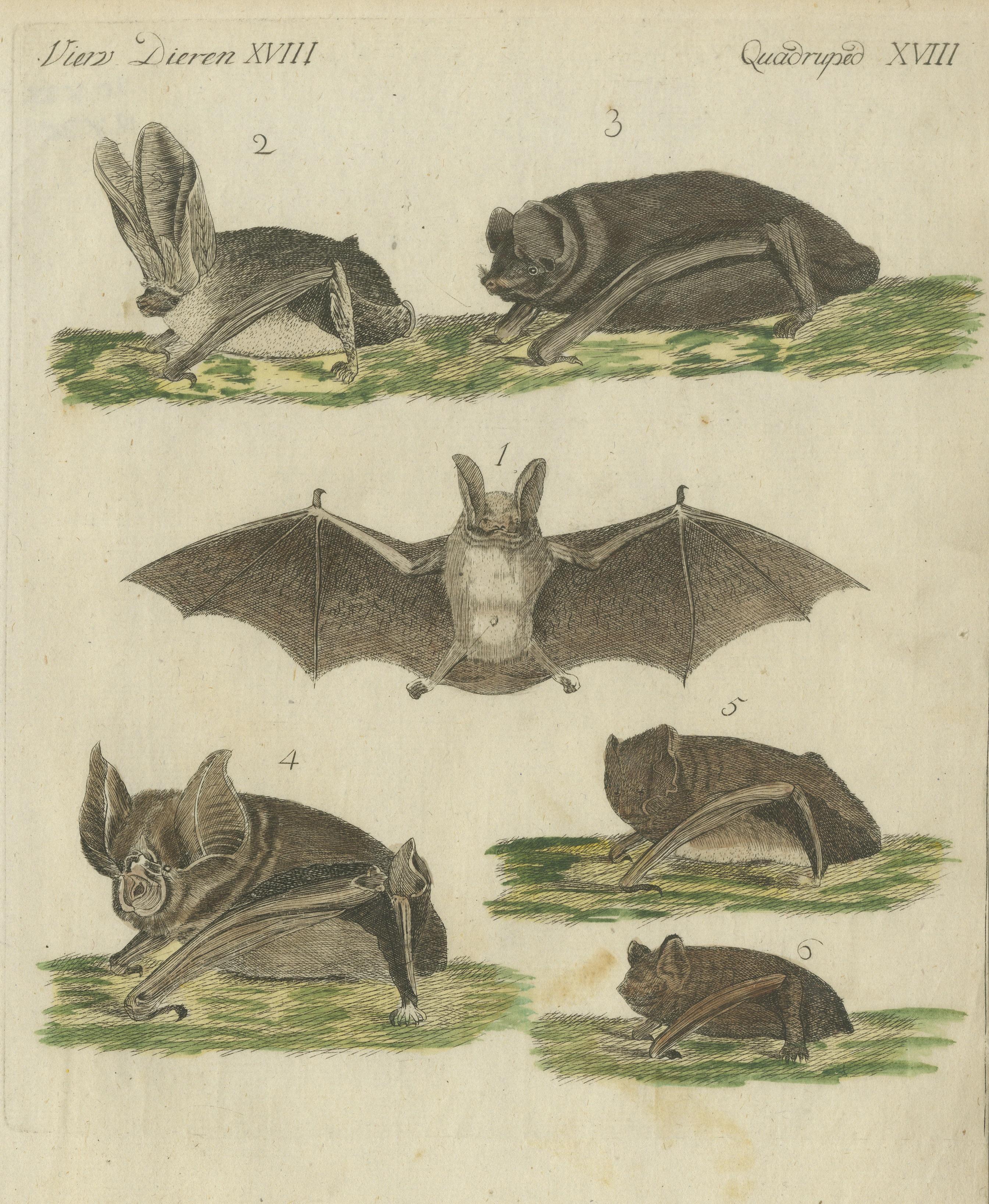 Hand-Colored Antique Print of Different Species of Bats, Published around 1820 In Good Condition For Sale In Langweer, NL