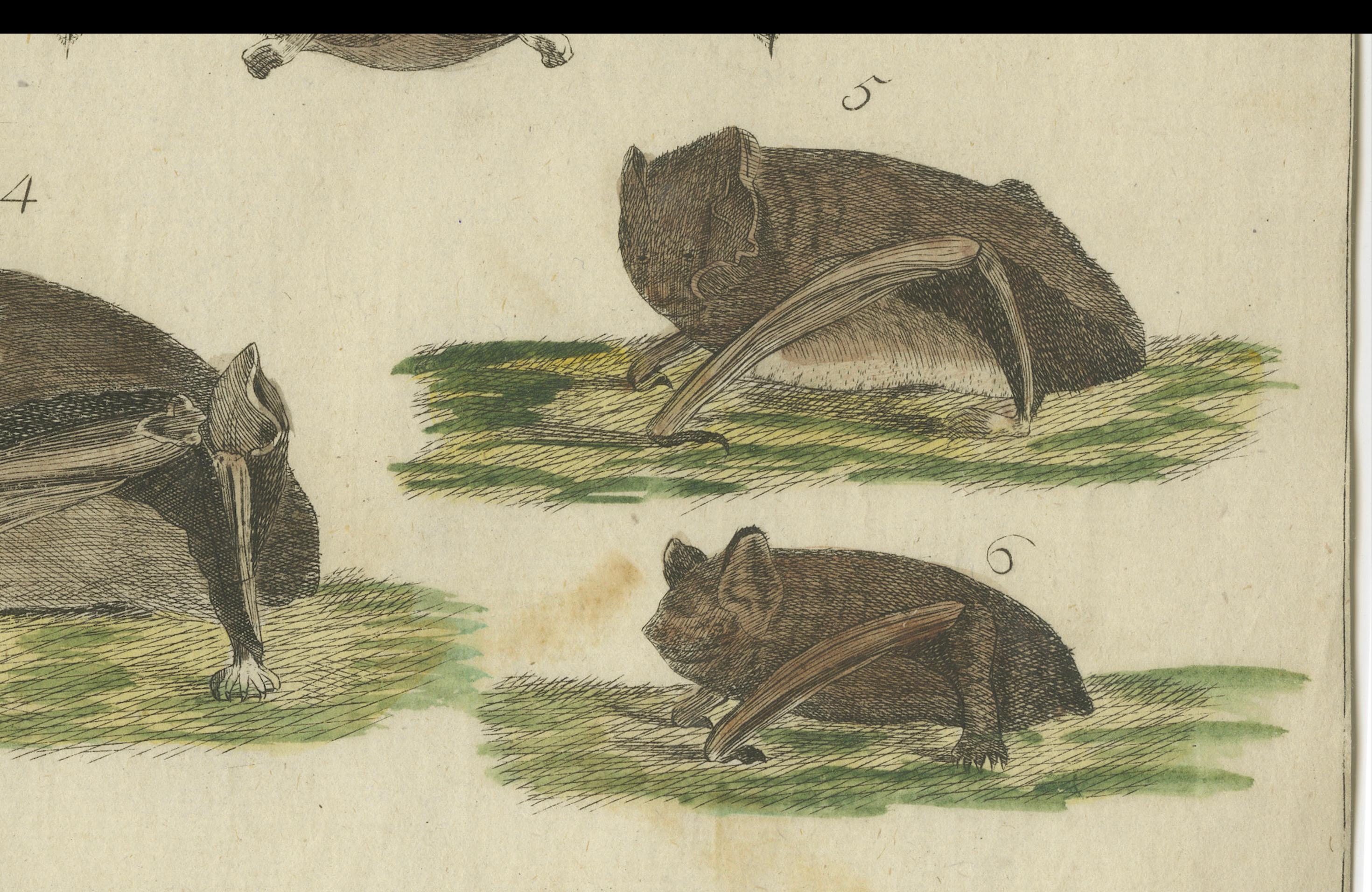 Paper Hand-Colored Antique Print of Different Species of Bats, Published around 1820 For Sale