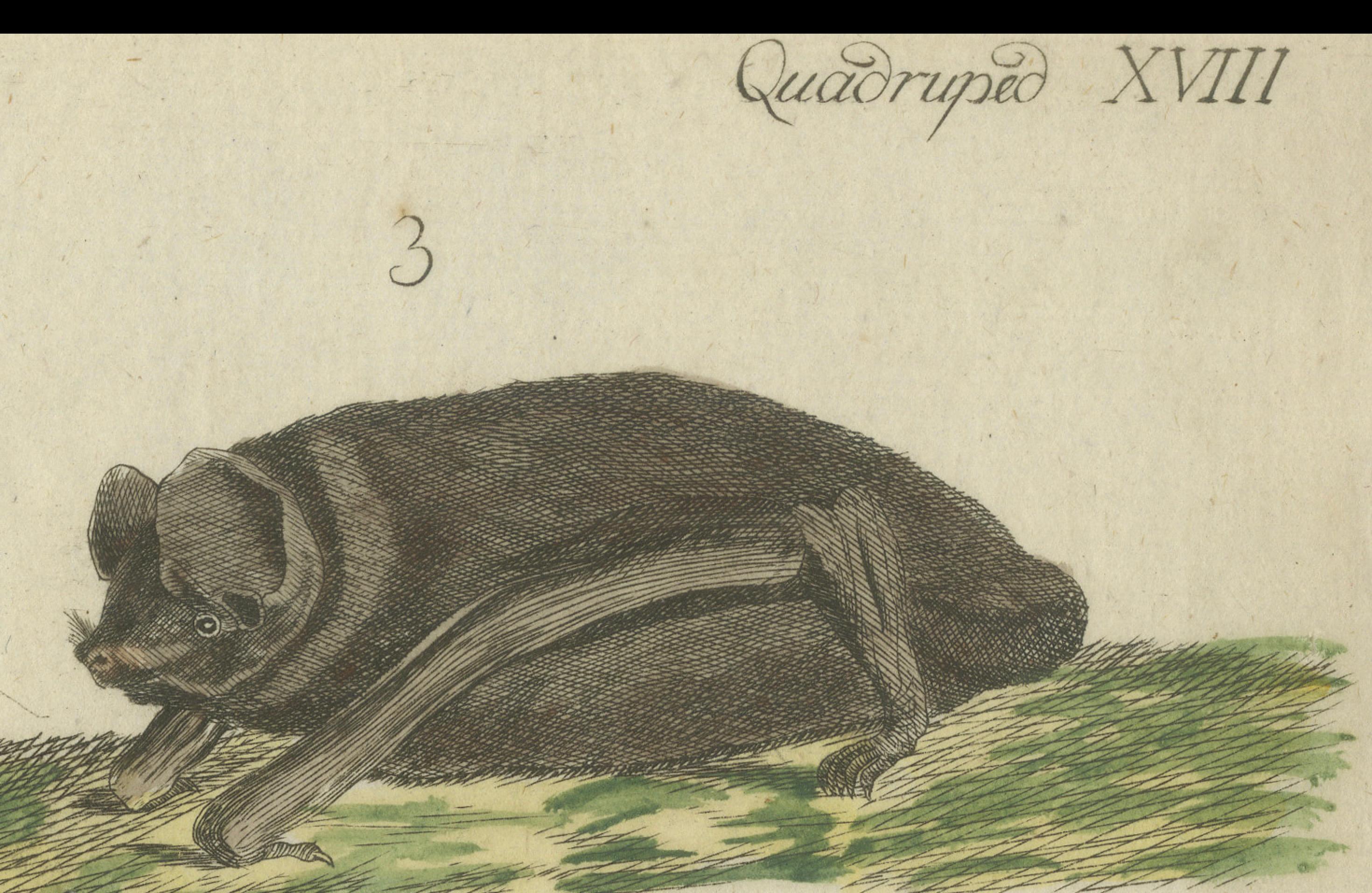 Hand-Colored Antique Print of Different Species of Bats, Published around 1820 For Sale 1