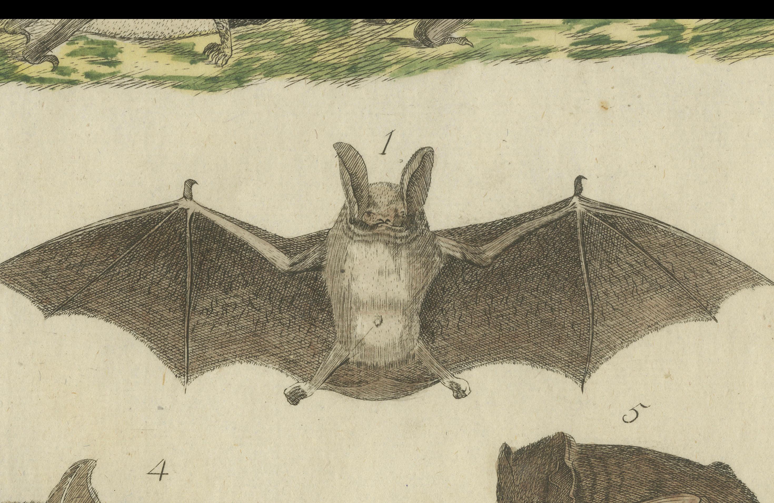 Hand-Colored Antique Print of Different Species of Bats, Published around 1820 For Sale 3