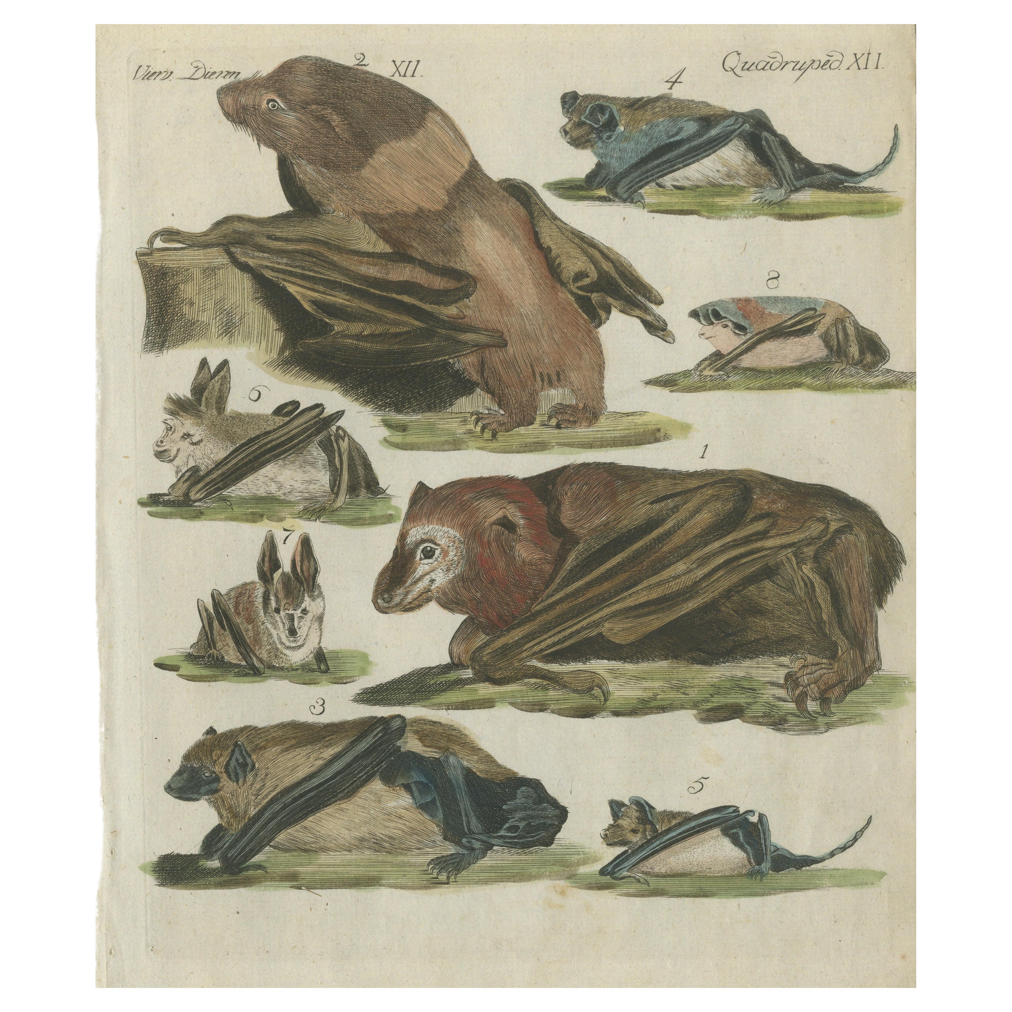 Gravure ancienne coloriée à la main représentant des renards et des chauves-souris en train de voler, vers 1820