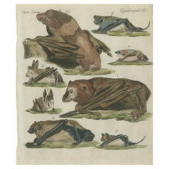 Grabado antiguo coloreado a mano de zorros voladores y murciélagos, hacia 1820