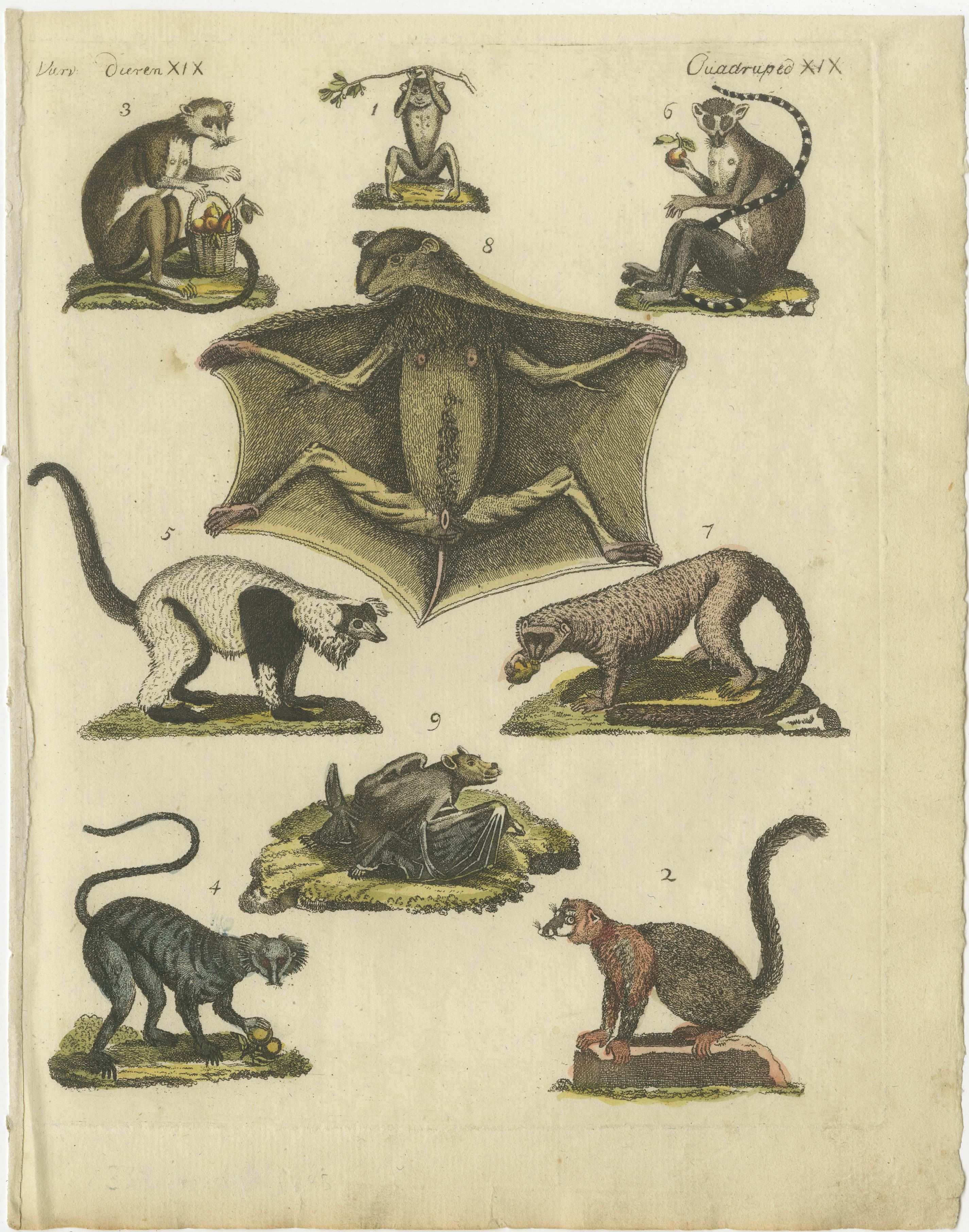 Original antique print of lemurs and the extinct Mauritian flying fox or dark flying fox (Pteropus subniger), known as a rougette to early French travelers. This engraved print originates from a very rare unknown Dutch work. The plates are similar