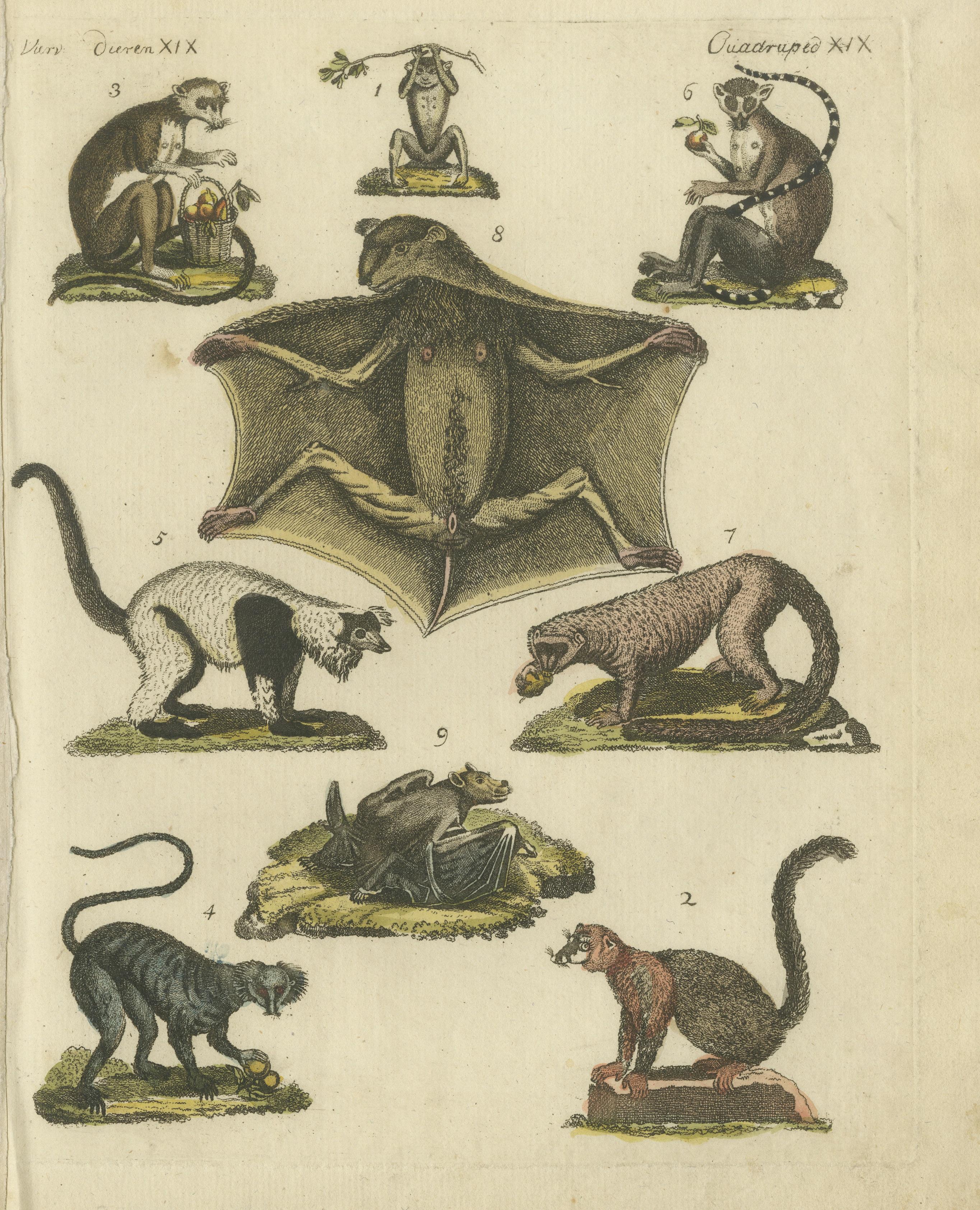 Hand Colored Antique Print of Lemurs and the extinct Mauritian Flying Fox, 1820 In Good Condition For Sale In Langweer, NL