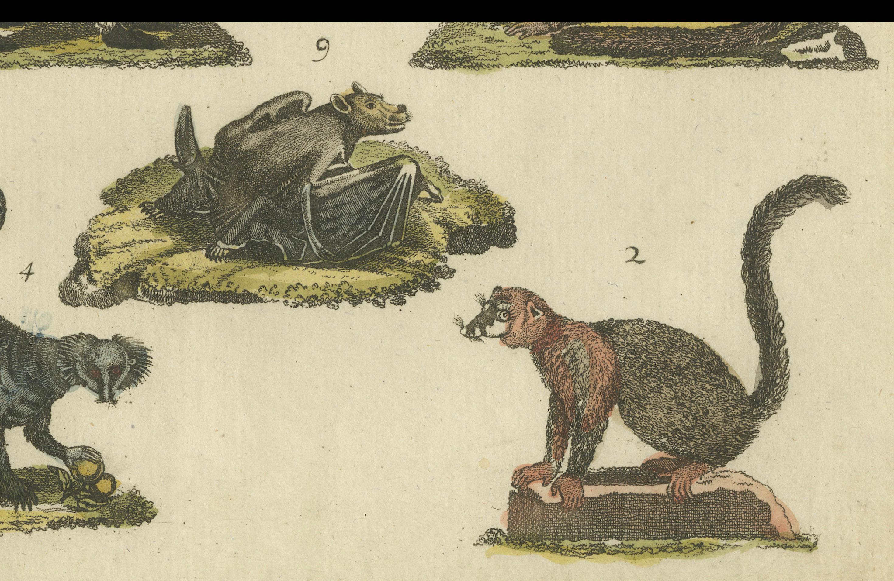 19th Century Hand Colored Antique Print of Lemurs and the extinct Mauritian Flying Fox, 1820 For Sale