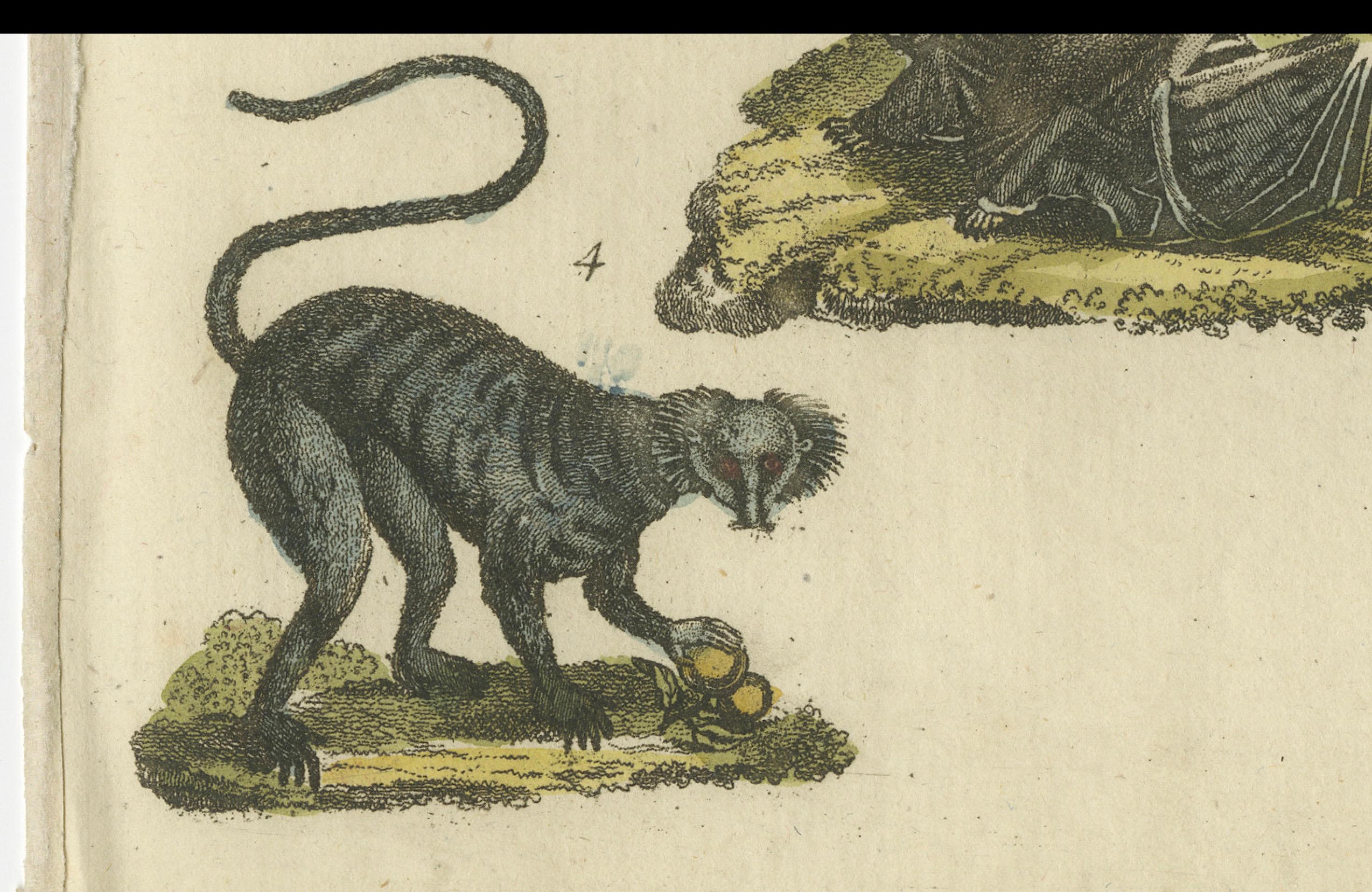 Gravure ancienne coloriée à la main représentant des lémuriens et le renard volant de l'île Maurice, espèce disparue, 1820 Bon état - En vente à Langweer, NL