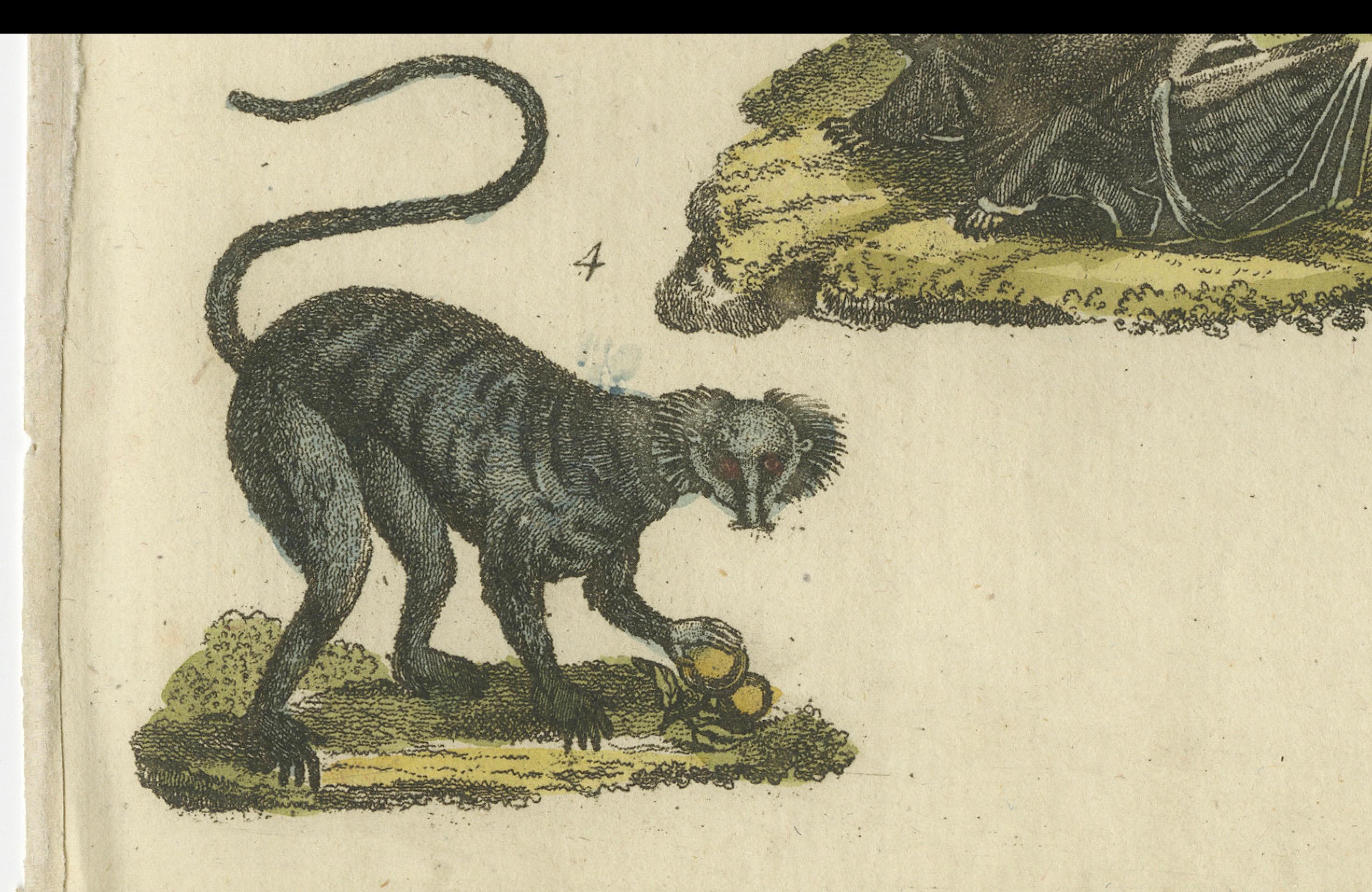 lemuri volanti