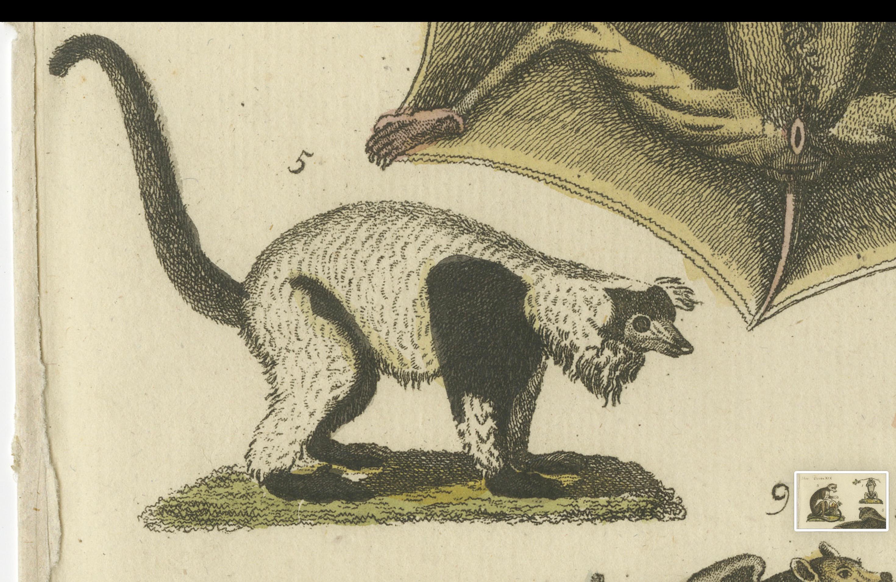 XIXe siècle Gravure ancienne coloriée à la main représentant des lémuriens et le renard volant de l'île Maurice, espèce disparue, 1820 en vente