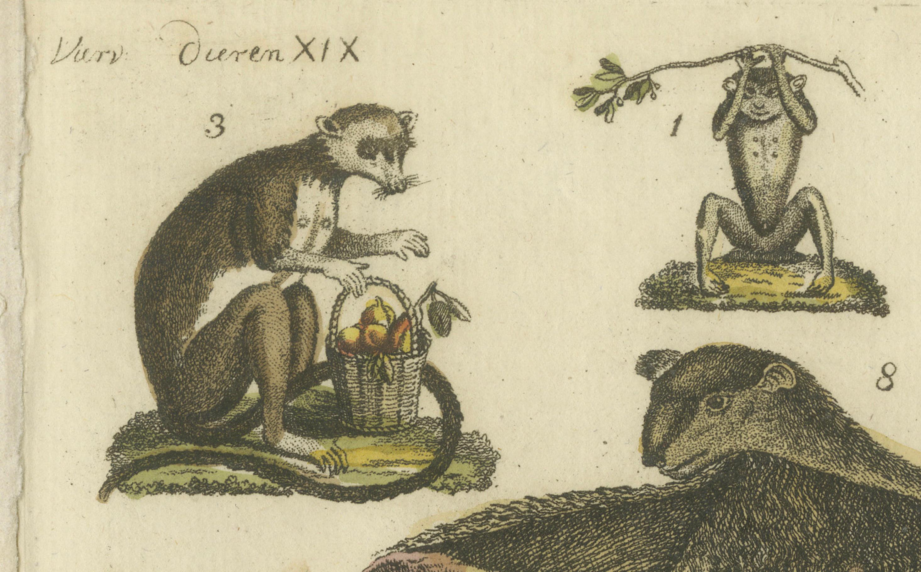Papier Gravure ancienne coloriée à la main représentant des lémuriens et le renard volant de l'île Maurice, espèce disparue, 1820 en vente