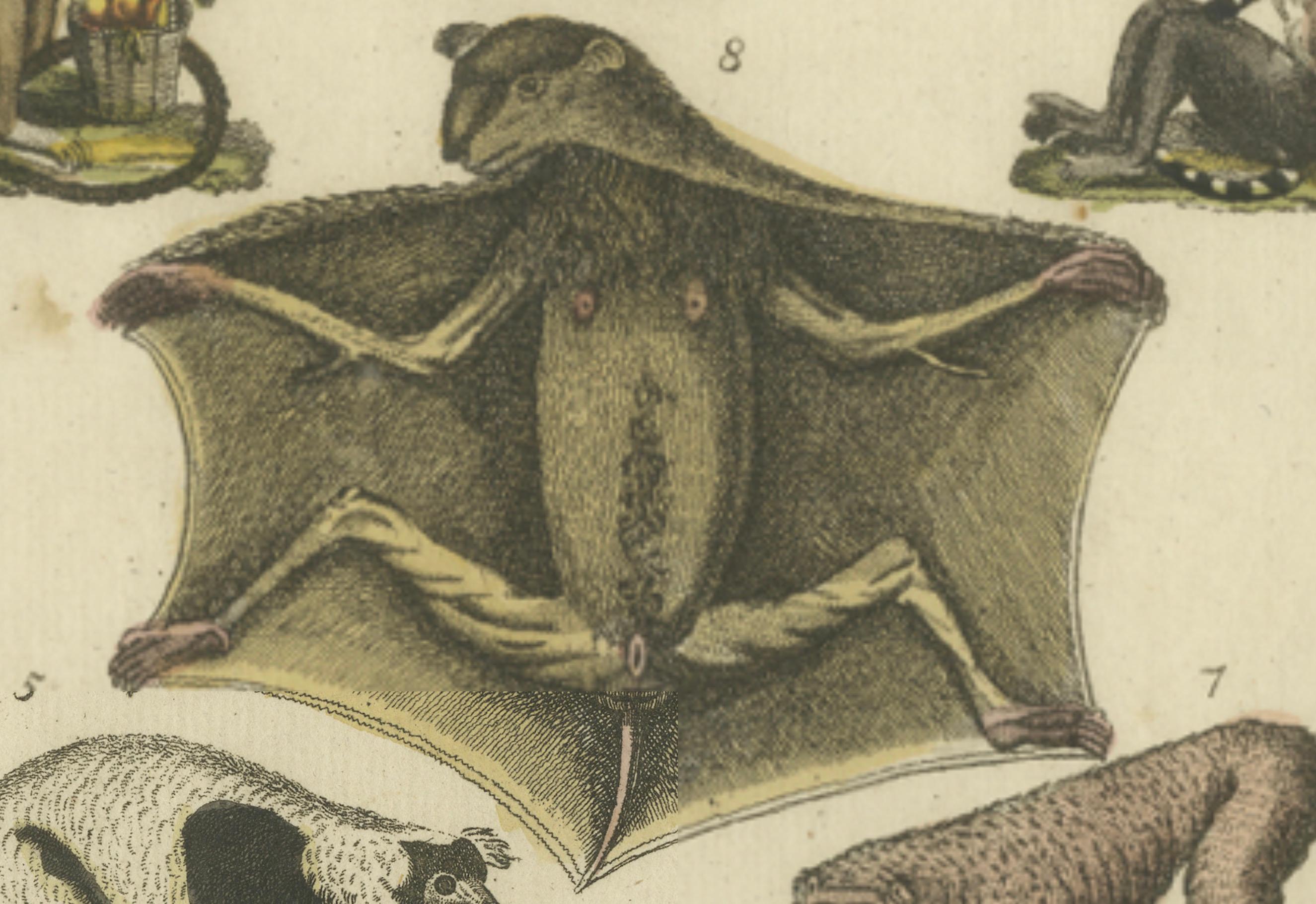 Hand Colored Antique Print of Lemurs and the extinct Mauritian Flying Fox, 1820 For Sale 4