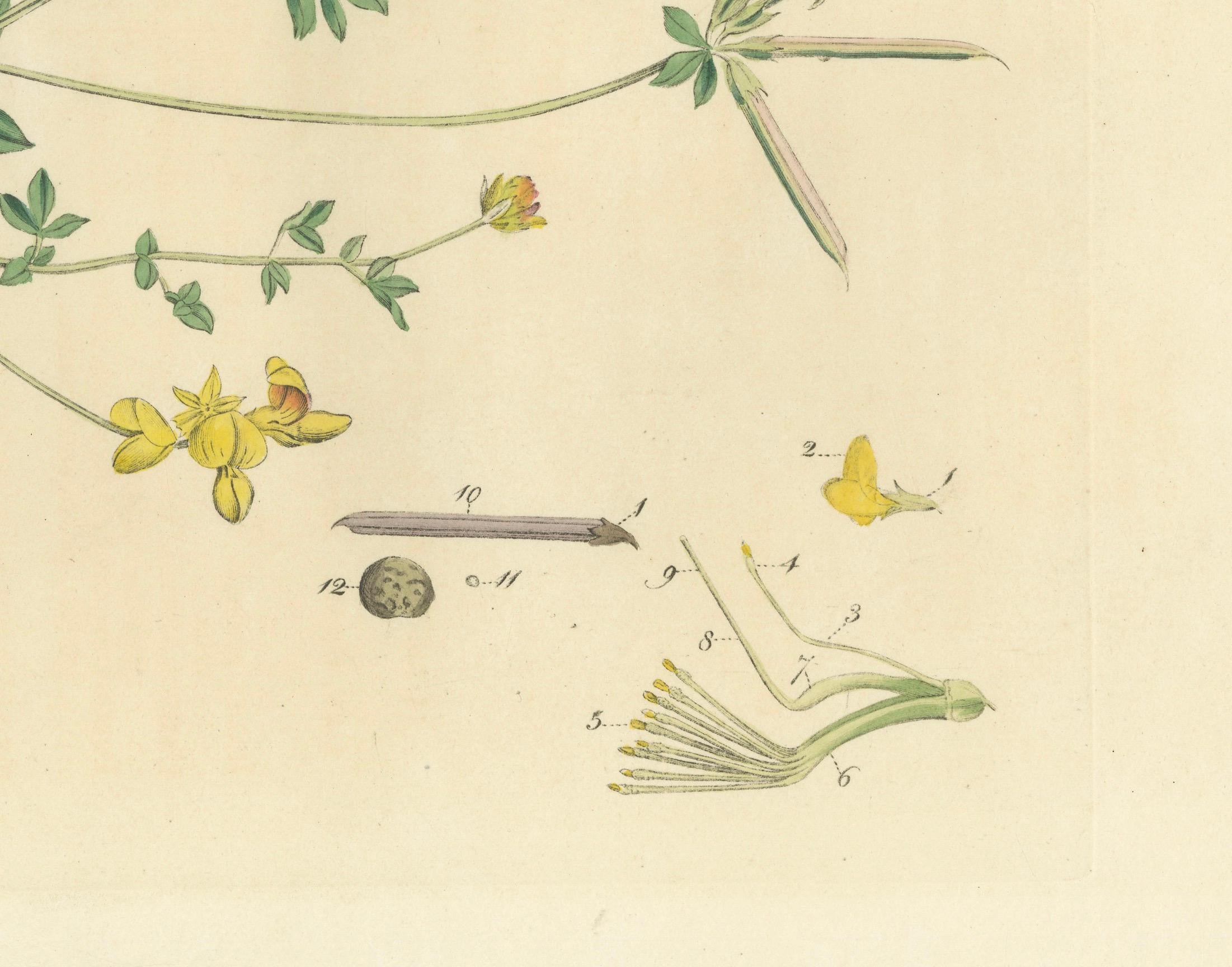 The image is of Lotus corniculatus, commonly known as Birds-foot Trefoil. 

This illustration is from 